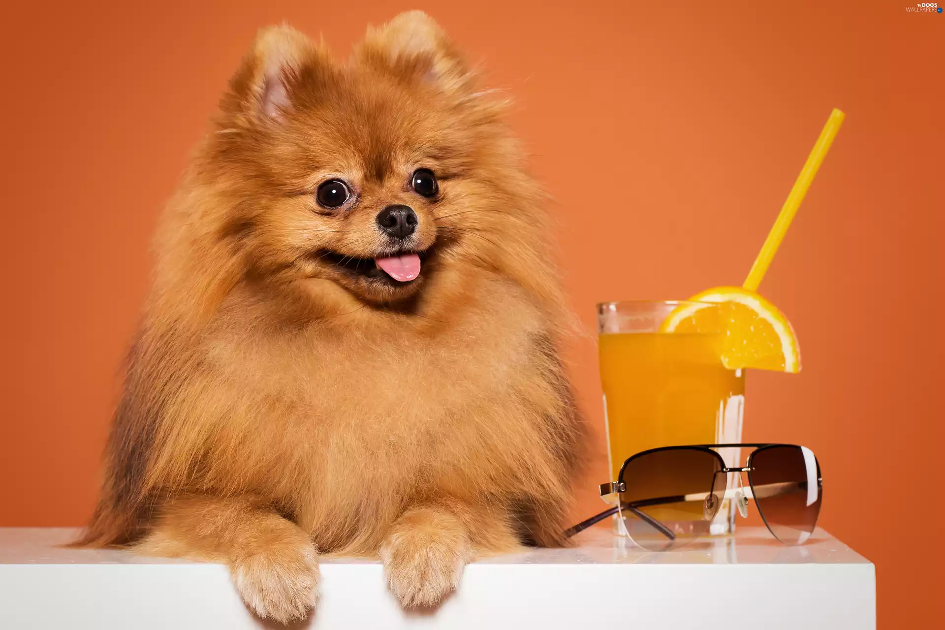 Pomeranian, ginger, juice, Toy Spitz, dog, cup, Glasses