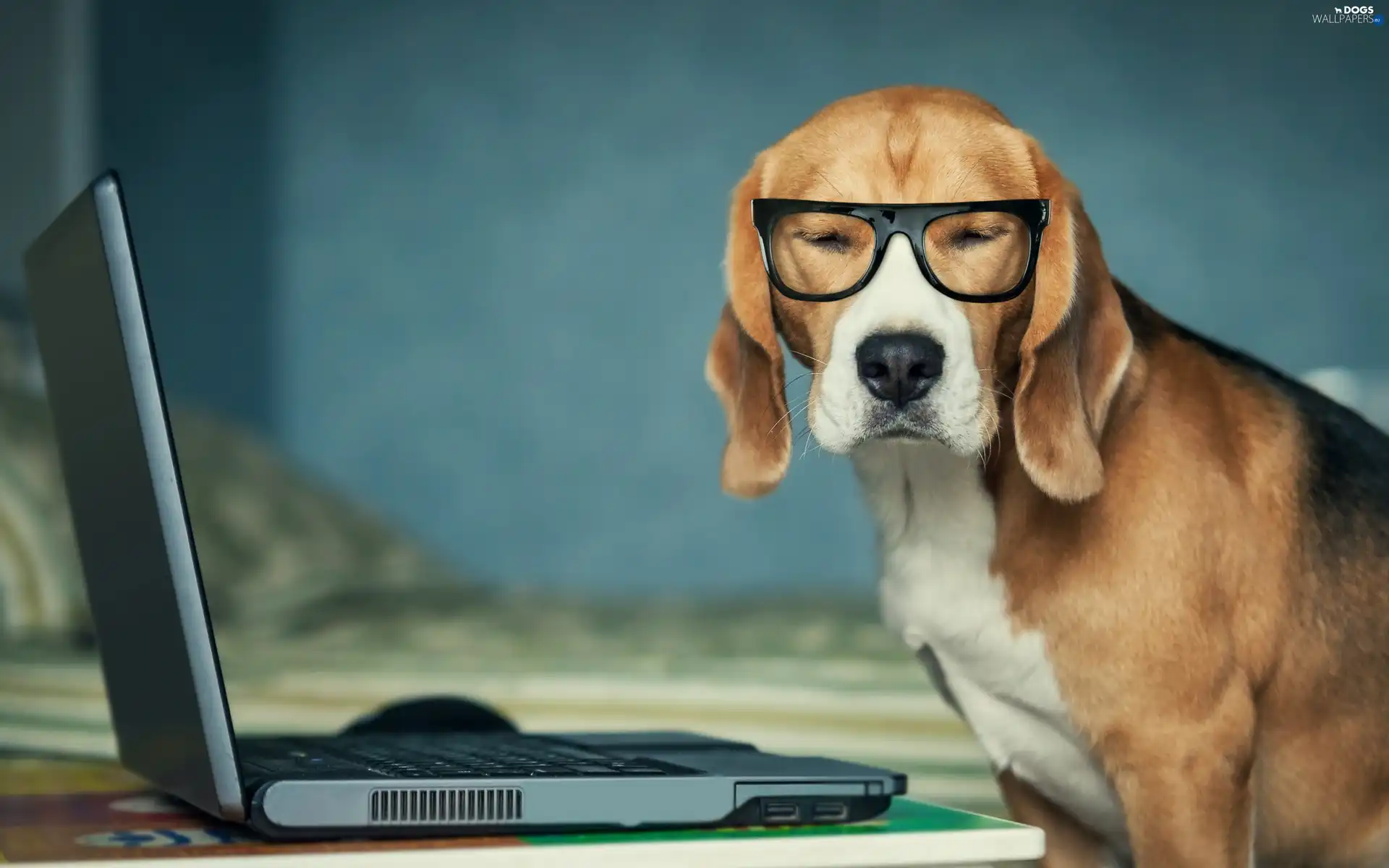 Glasses, Swiss, dog, laptop, Chase