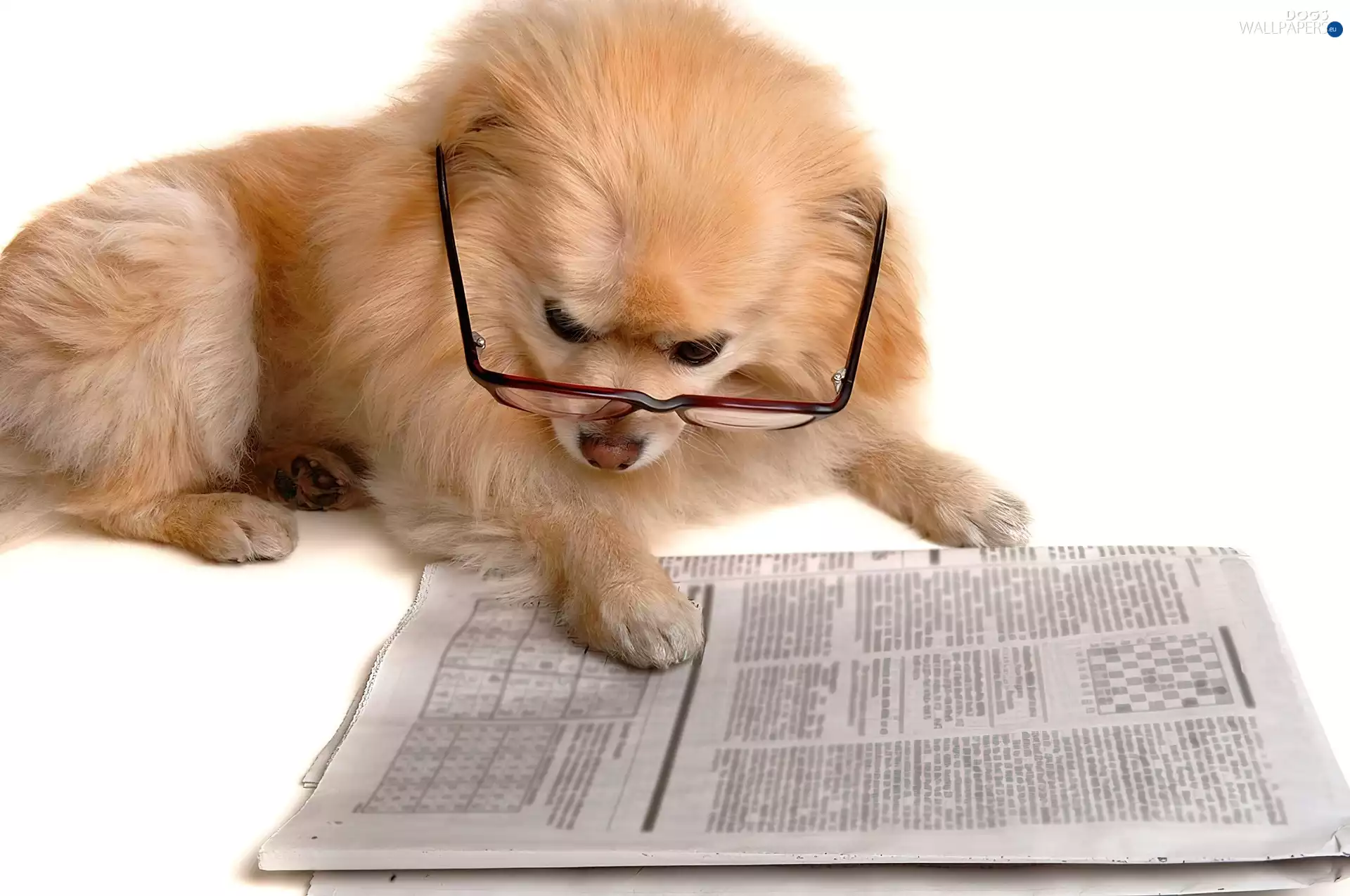 dog, Glasses, Paper, Toy Spitz