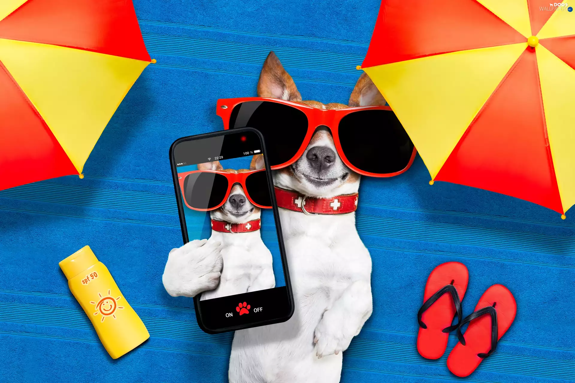 Telephone, Jack Russell Terrier, Funny, holiday, Sunshade, Glasses