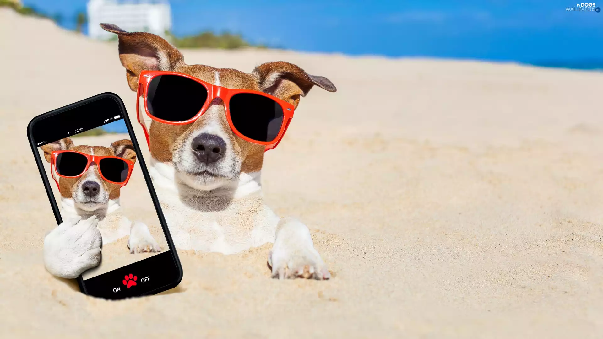 Sand, Jack Russell Terrier, Selfie, Funny, Telephone, Glasses