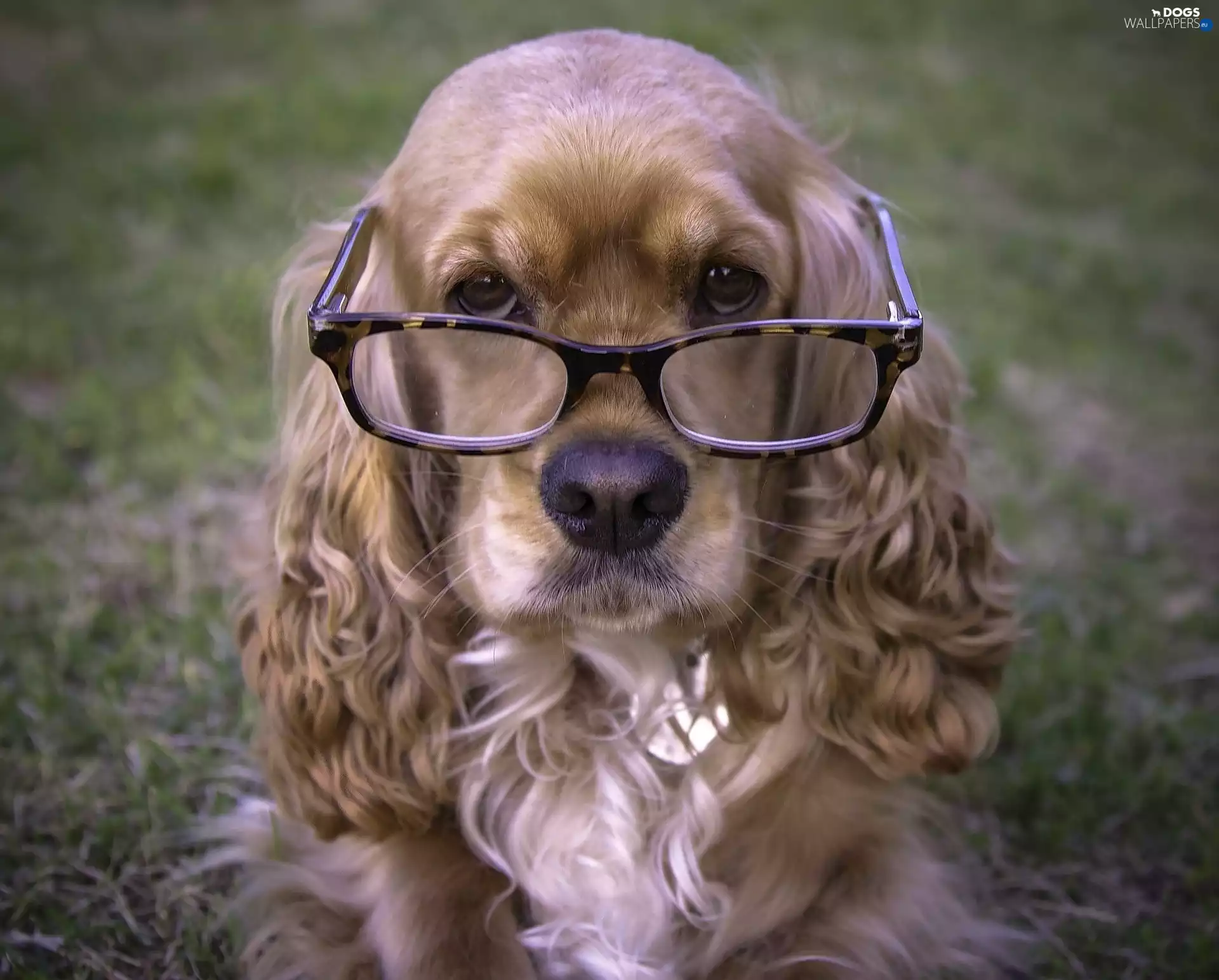 Glasses, dog, Spaniel