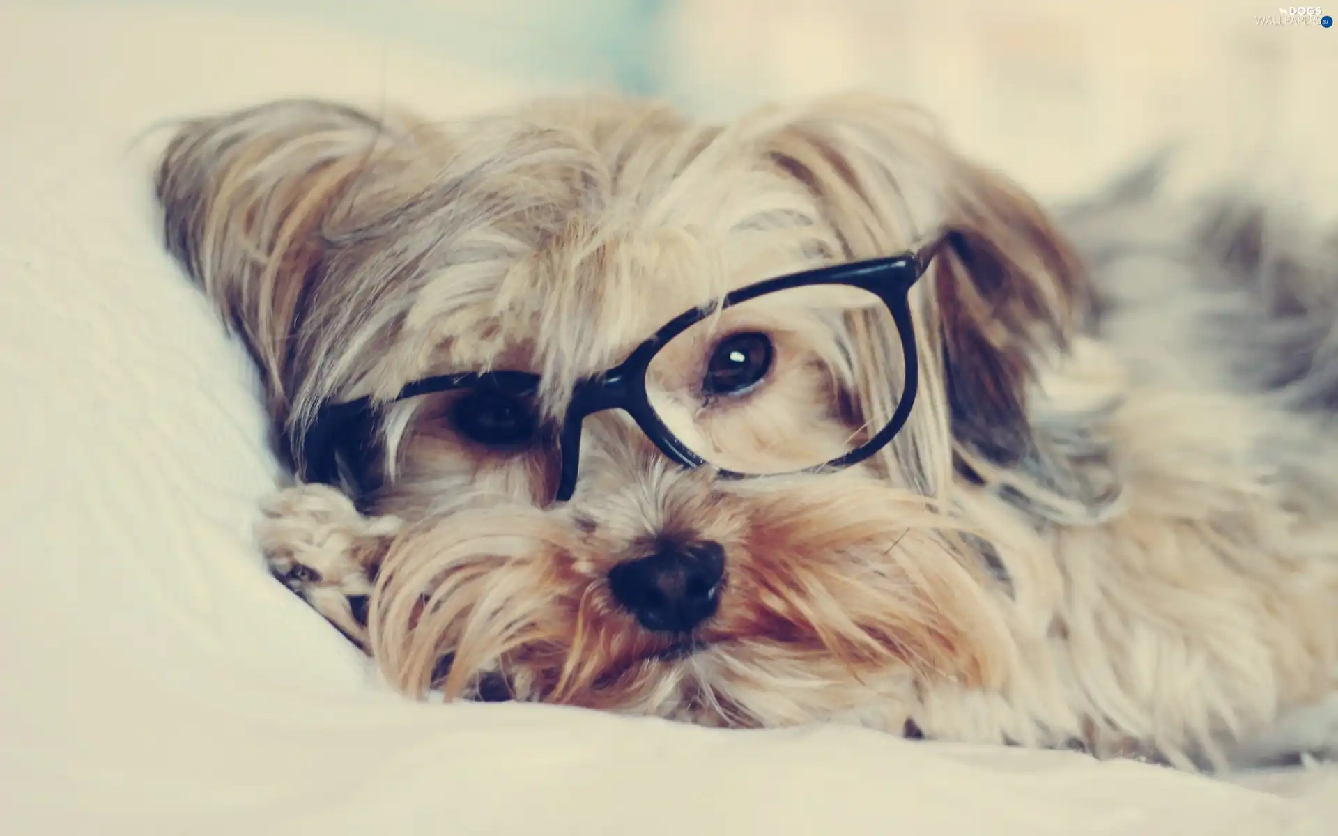 Glasses, Yorkshire Terrier, dog