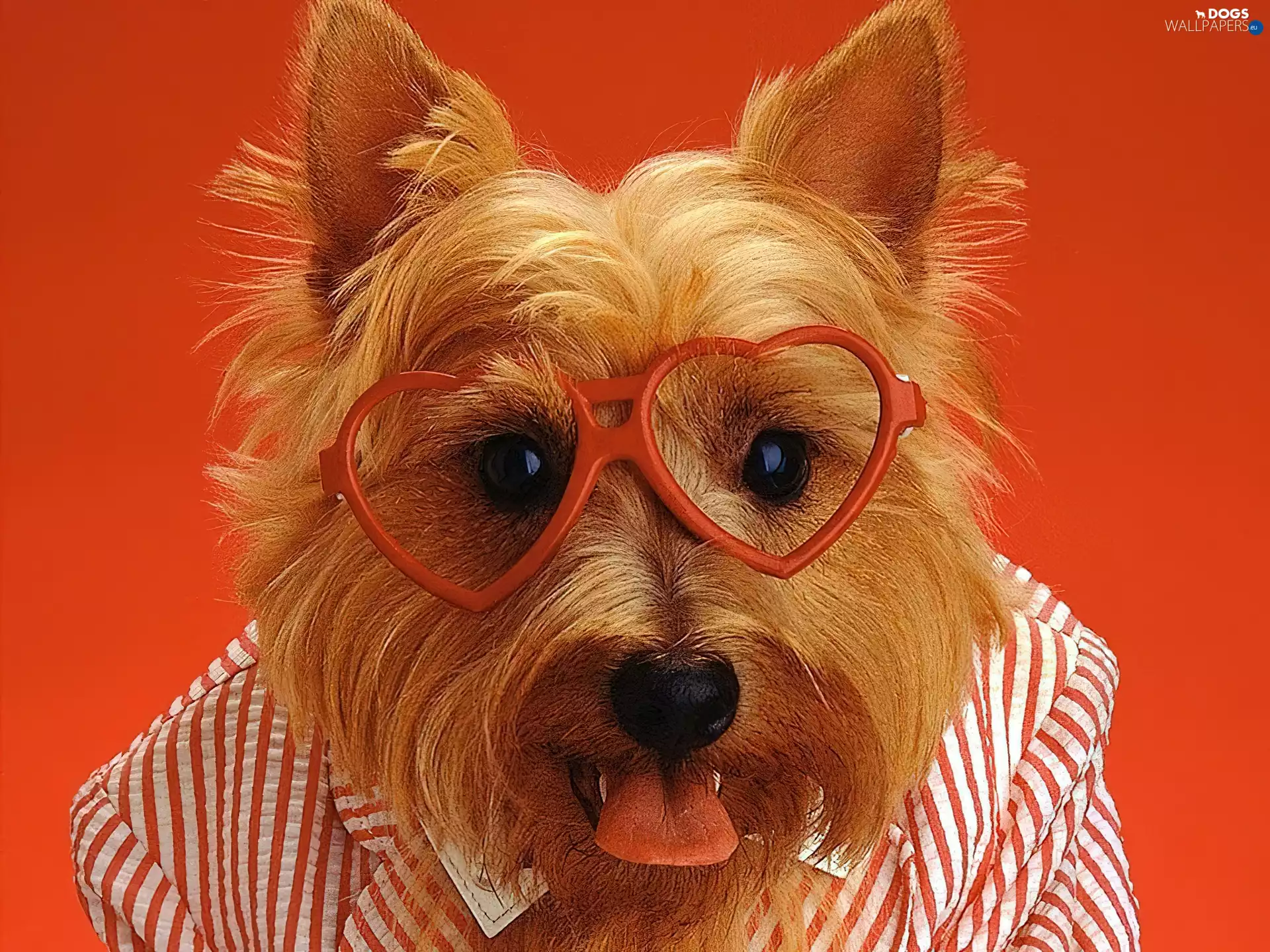 dog, Glasses, Yorkshire Terrier, Shirt