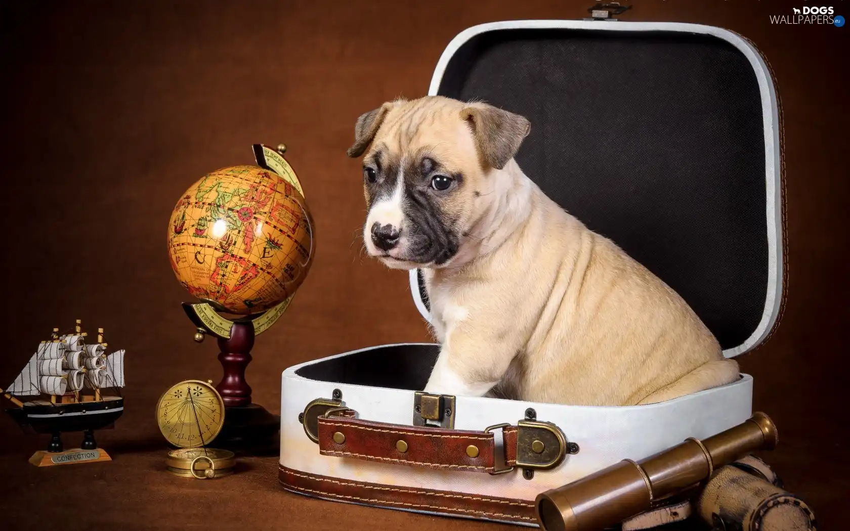 globe, toys, Puppy, Lovely animals, case
