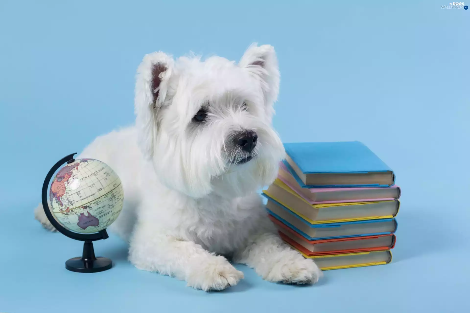 globe, White, Blue, West Highland White Terrier, dog, Books, background