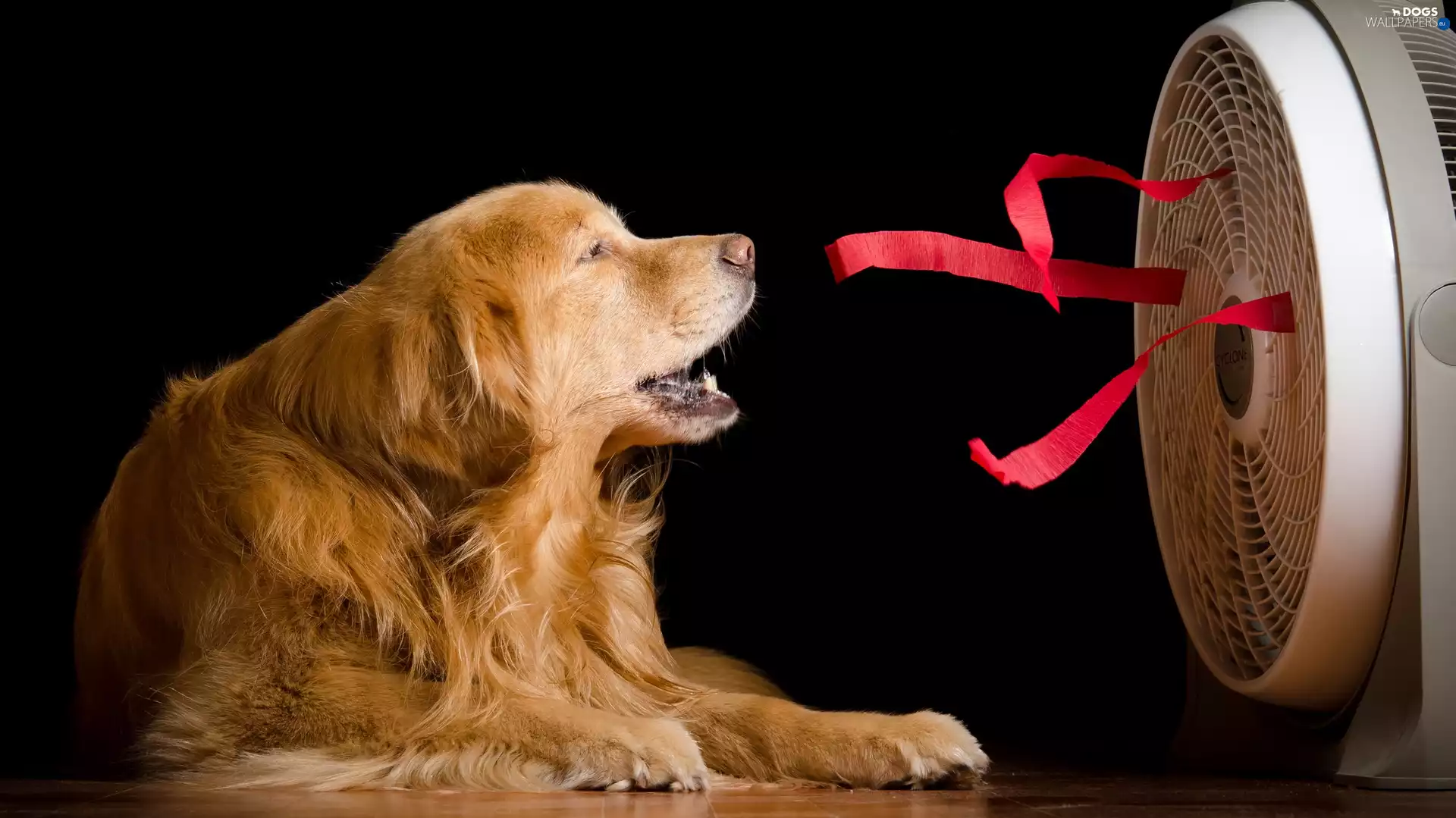 Ribbons, black background, Golden Retriever, Windmill, dog