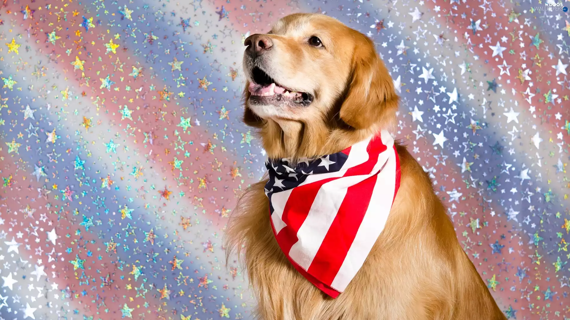 shawl, Colorful Background, Golden Retriever, muzzle, dog