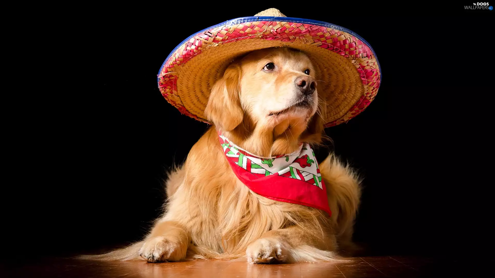 apatite, Dark Background, Golden Retriever, Hat, dog