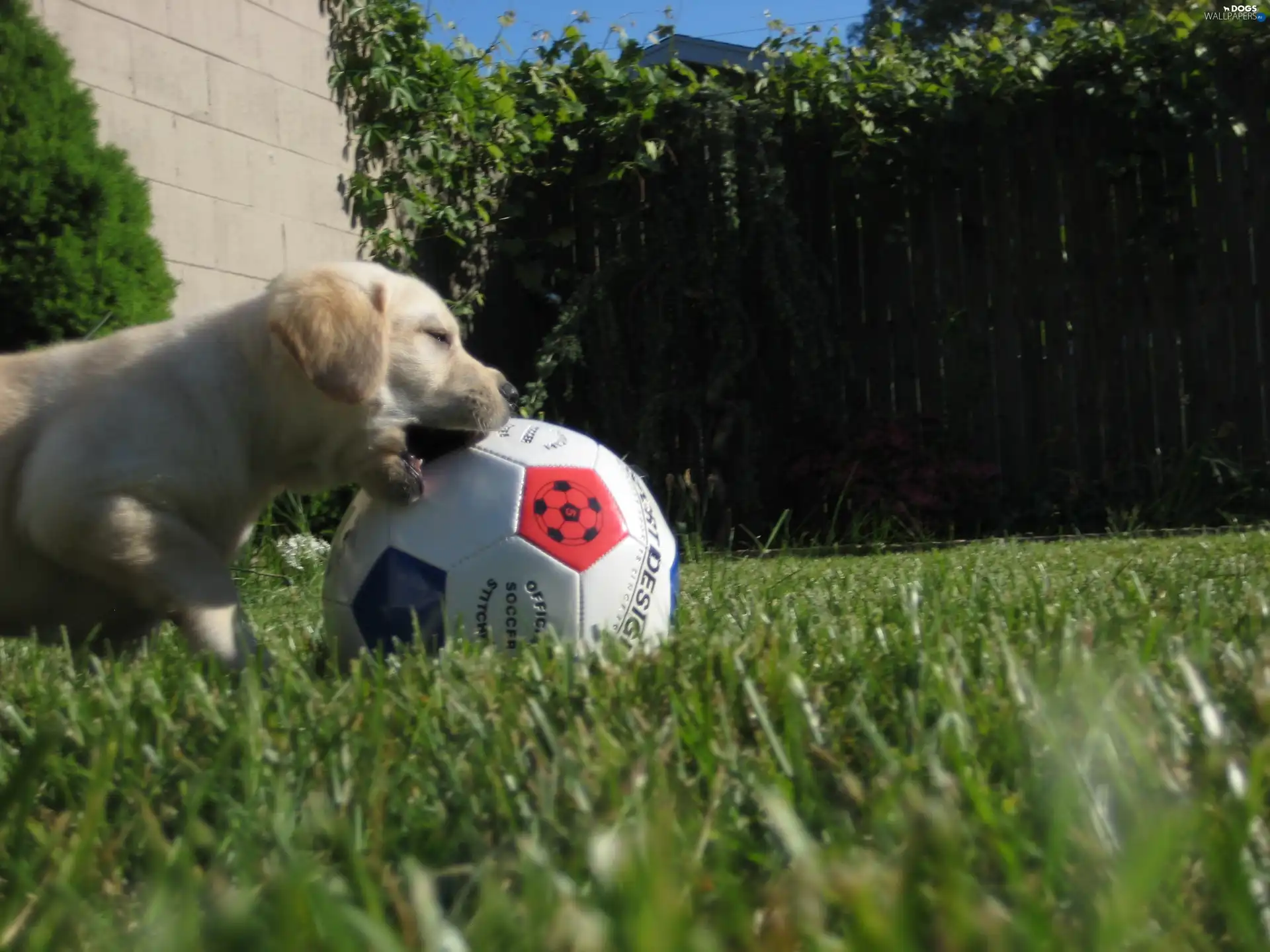 Ball, Golden Retriever