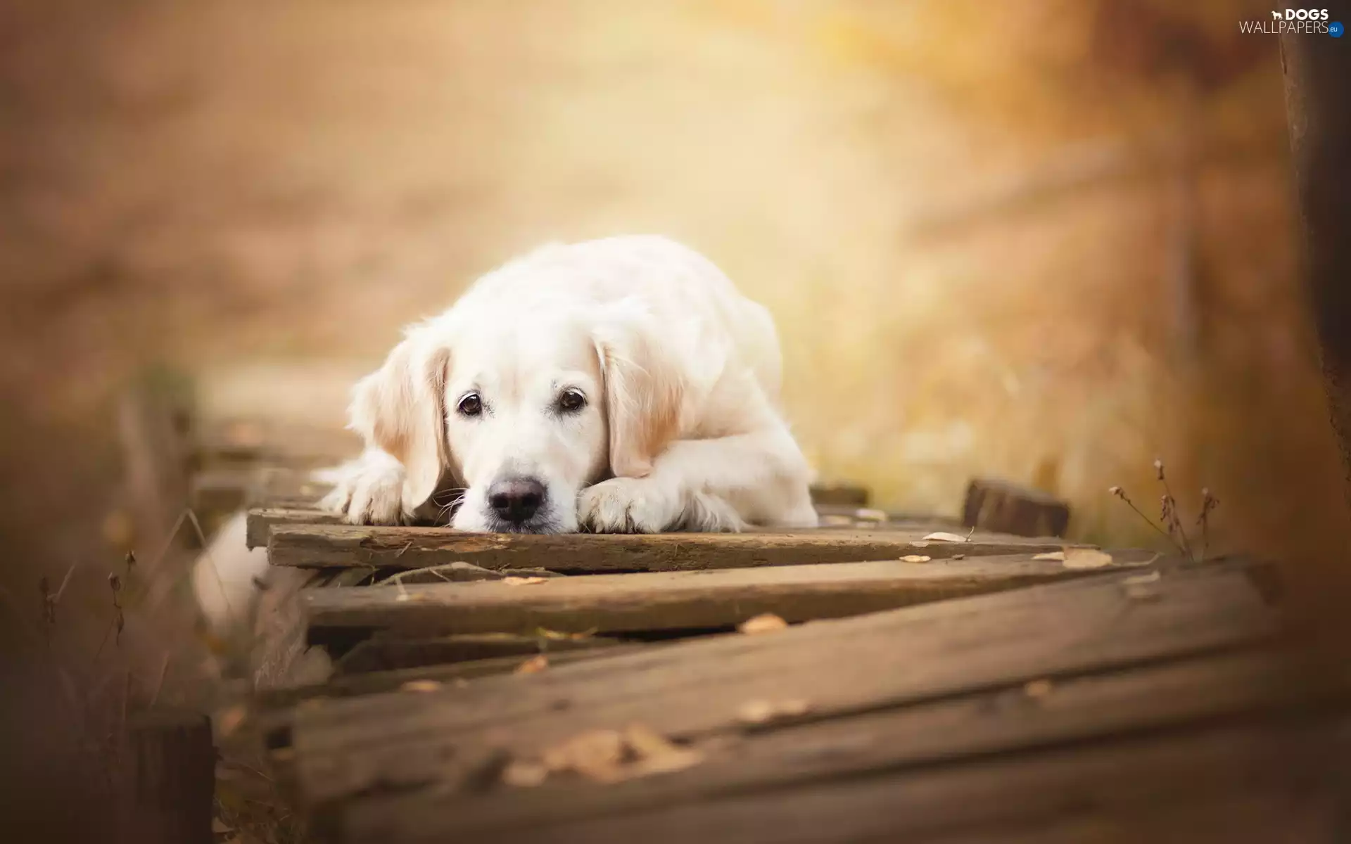 Golden Retriever, bridge