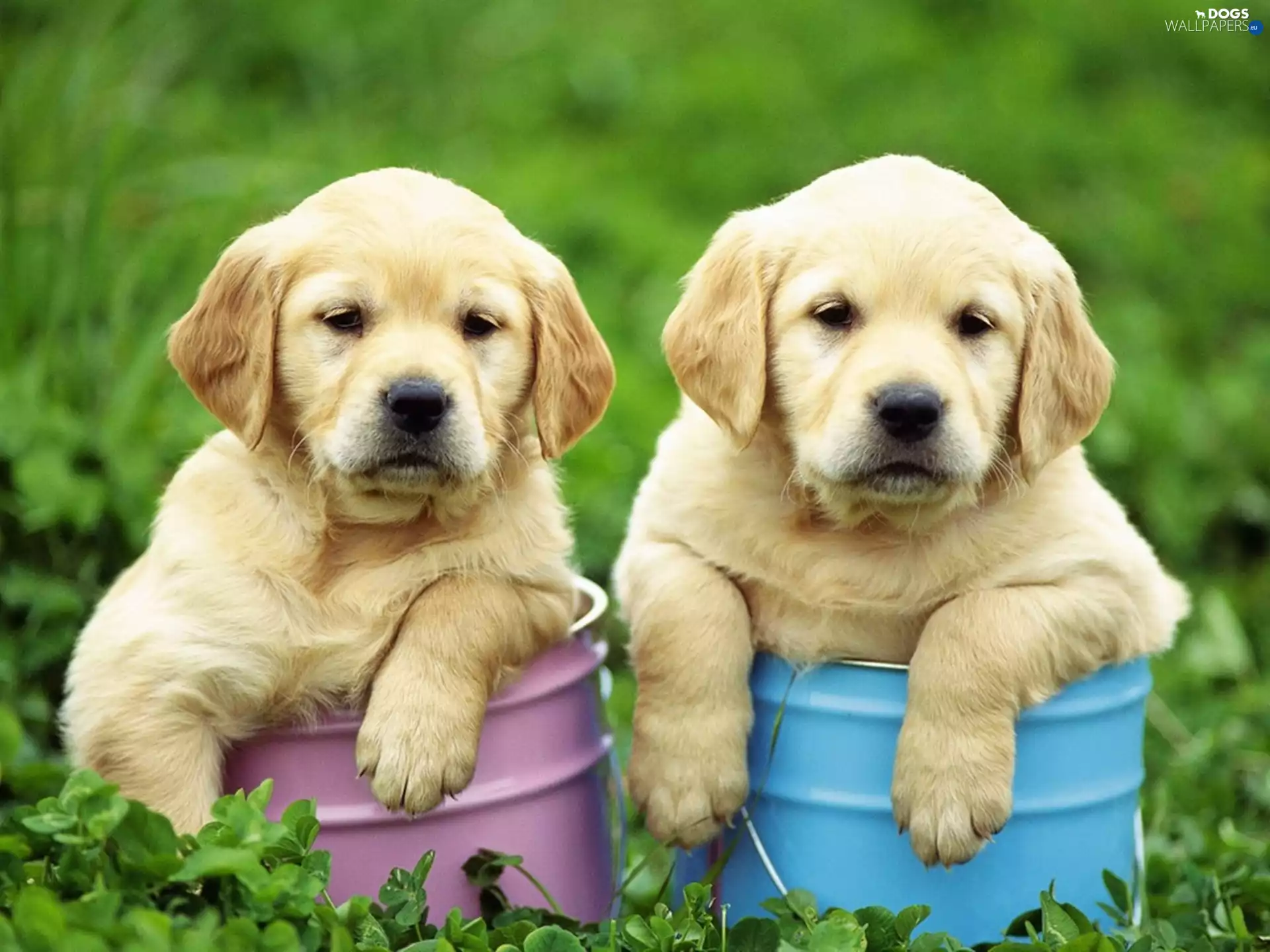 Golden Retriever, Buckets