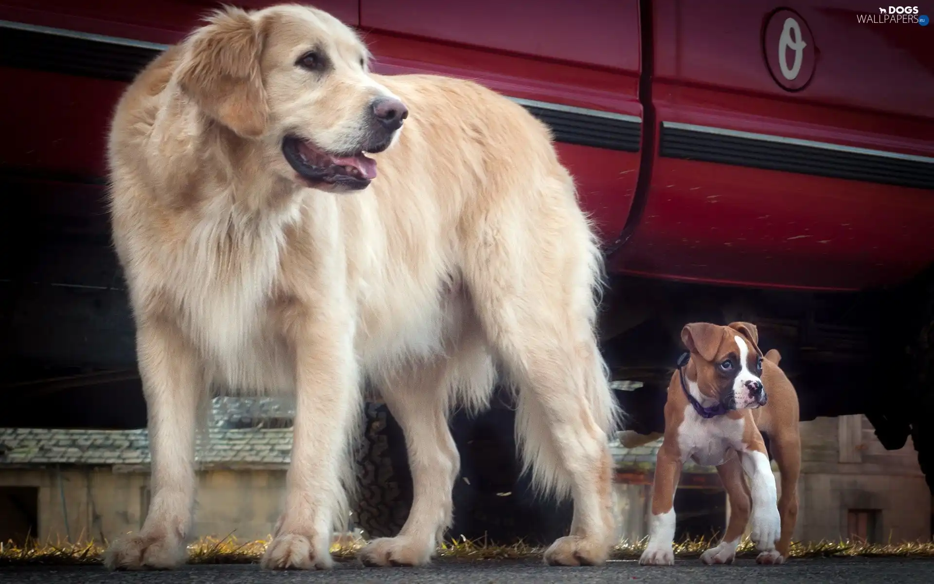 Golden Retriever, boxer, Two cars, Dogs