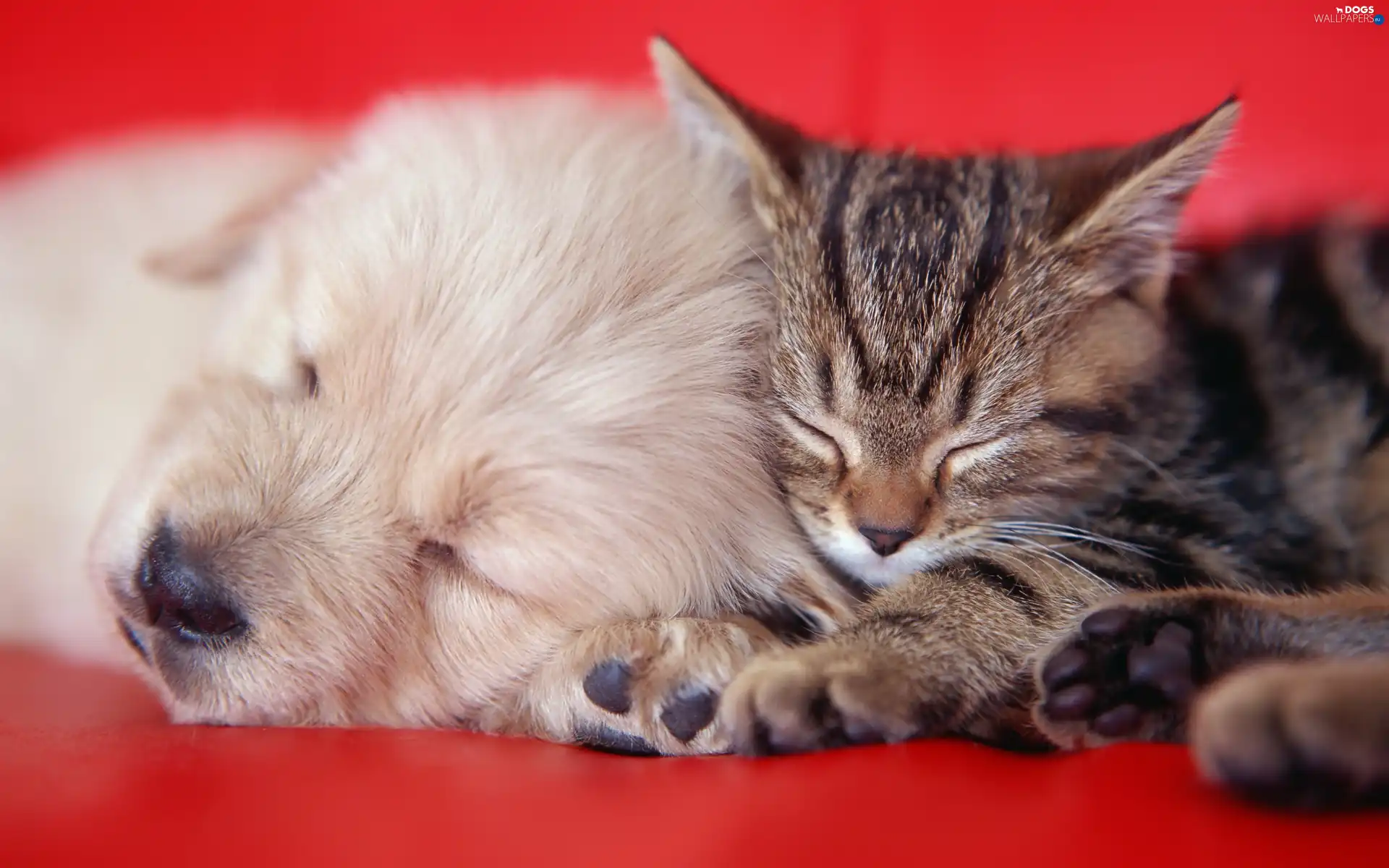 Golden Retriever, puppie, cat, small