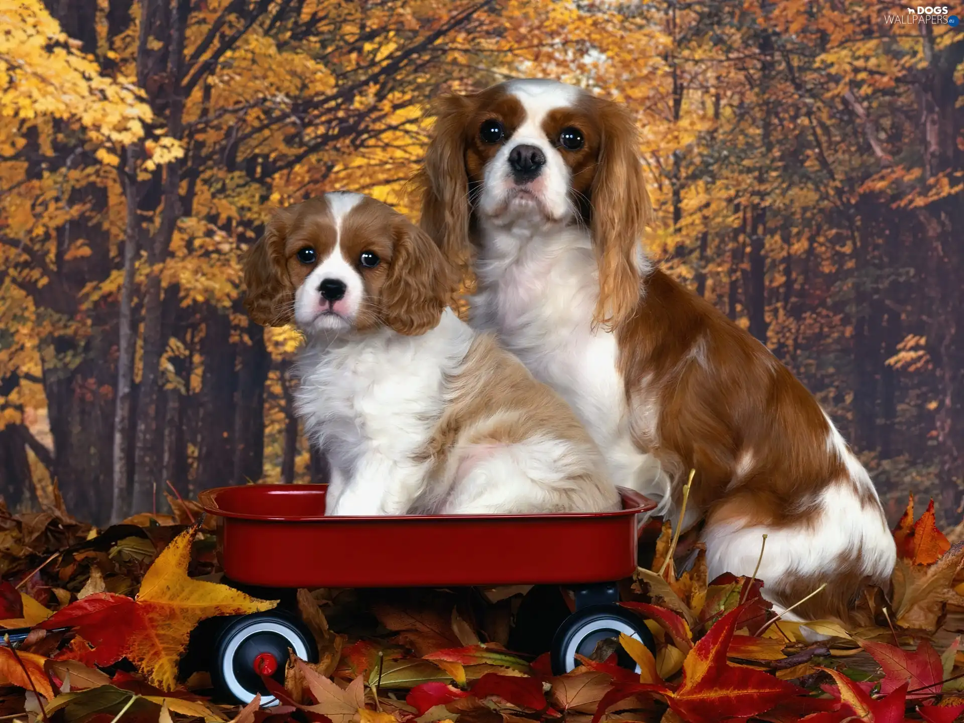 Golden automobile, Cavalier King Charles spaniel
