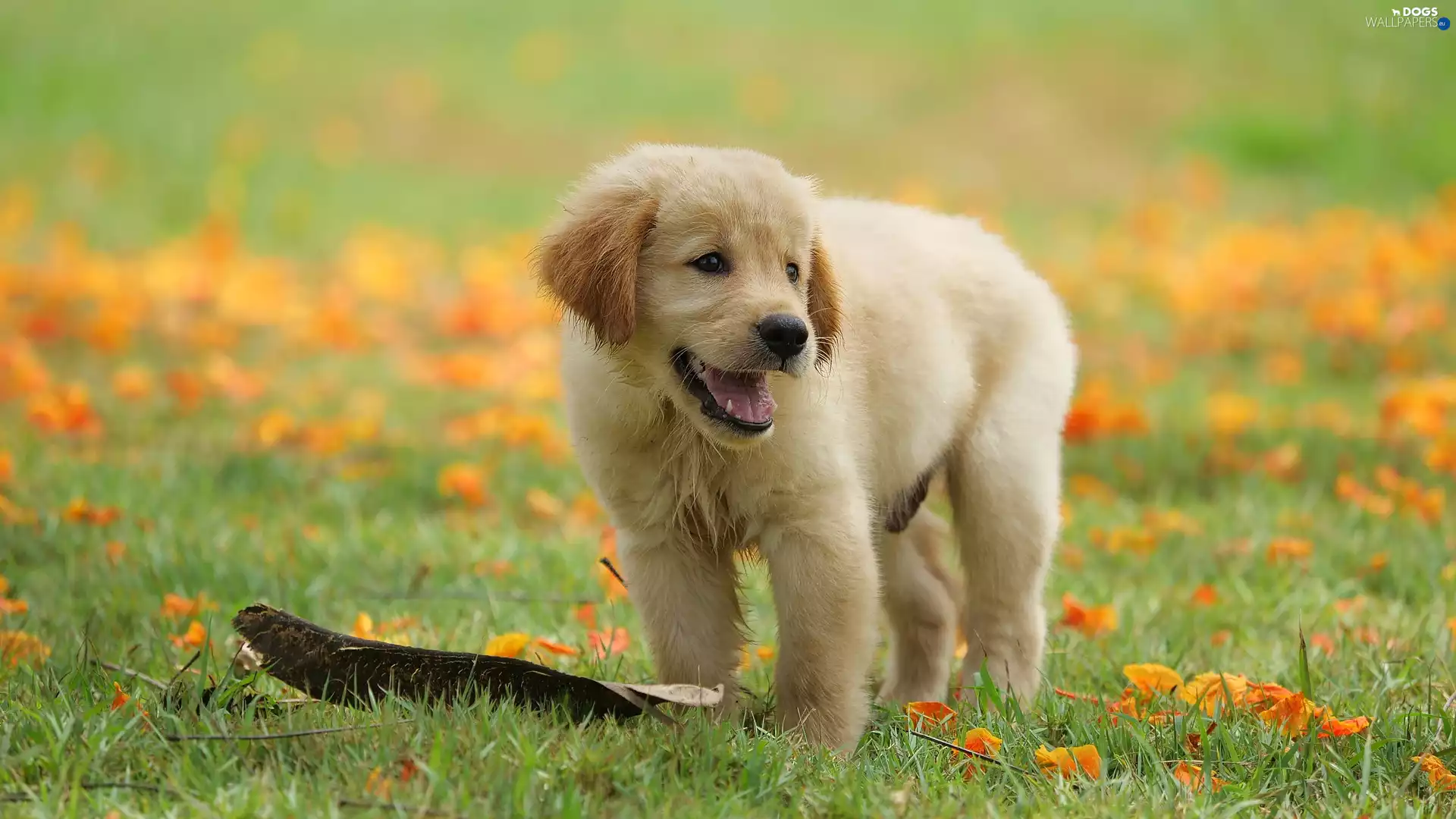 Meadow, Leaf, Puppy, Golden Retriever, dog