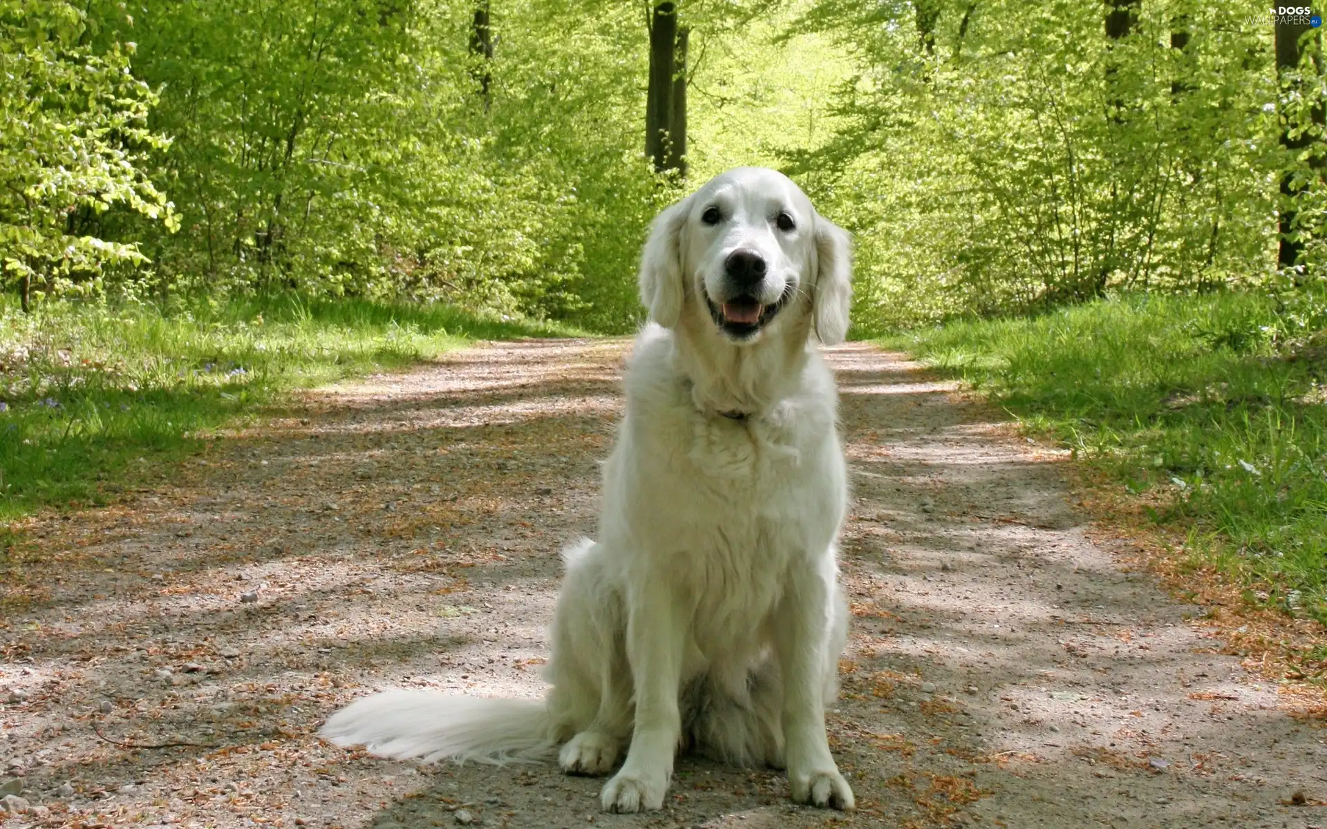 Golden Retriever, Way, dog, forest