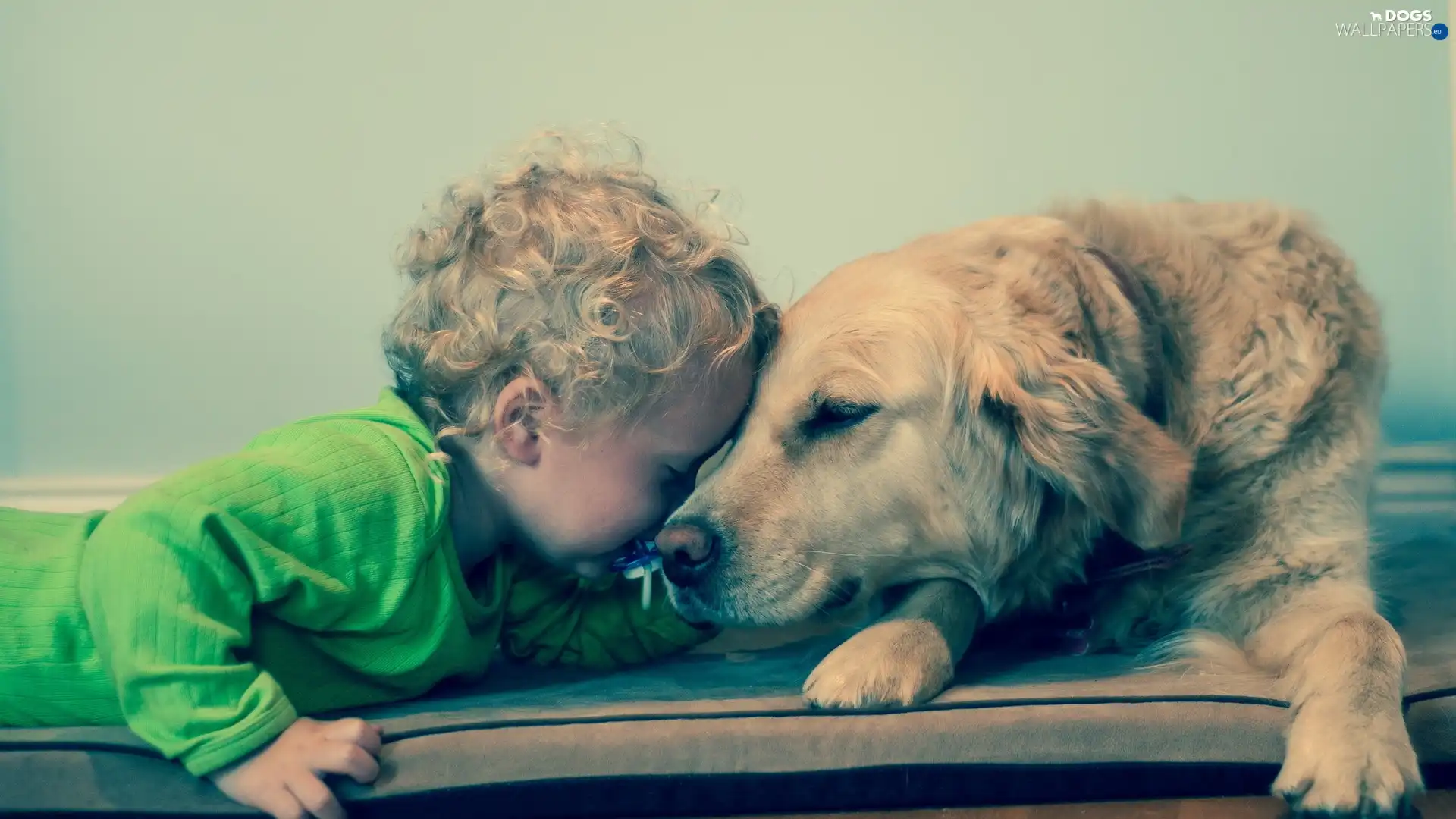 Golden Retriever, doggy, little doggies, Kid