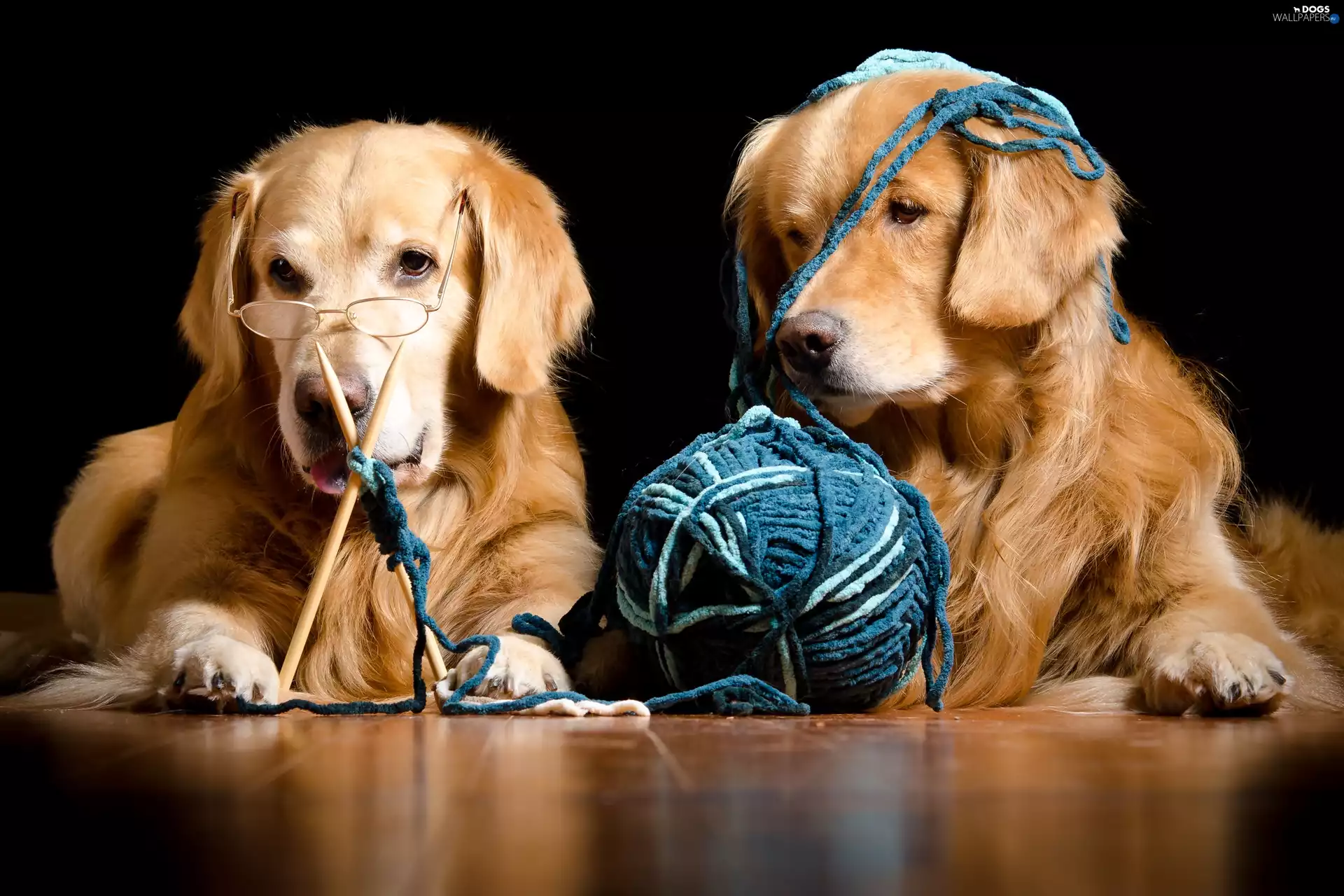 Glasses, drag, Dogs, Golden Retrievery, Two cars
