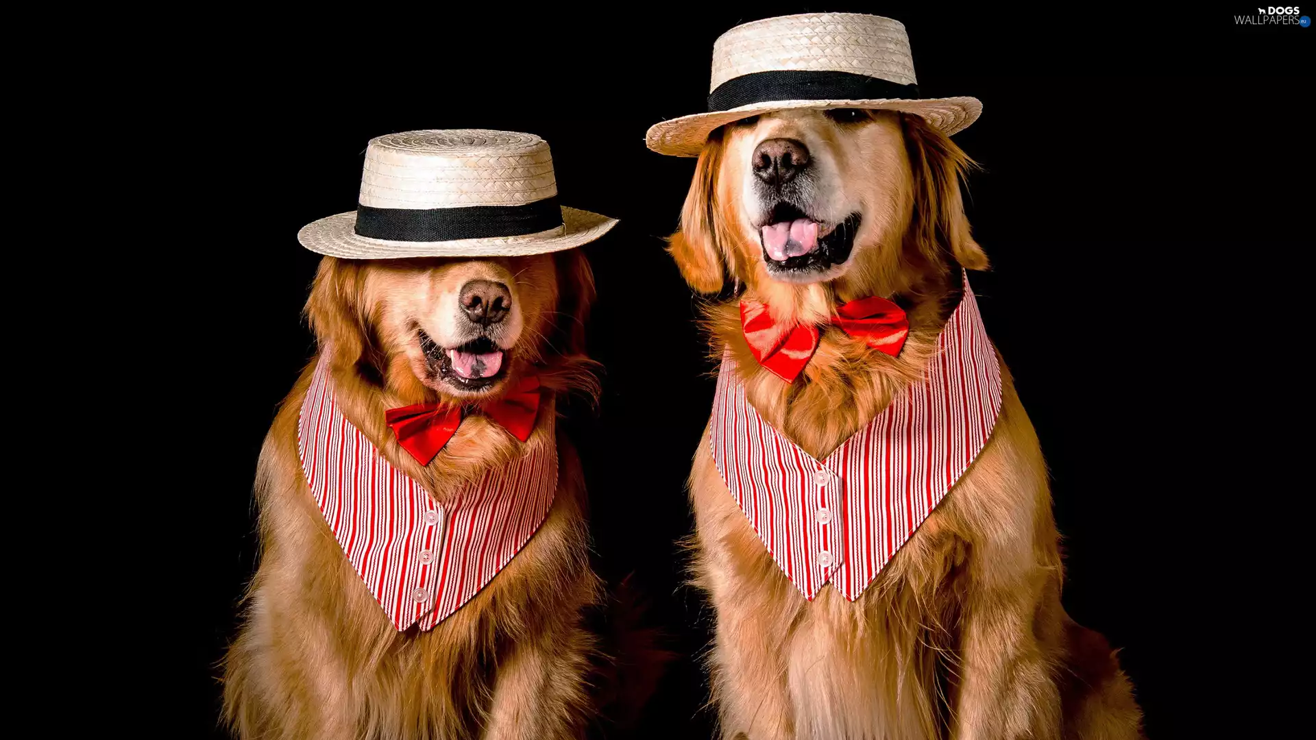 hats, flies, Dogs, Golden Retriever, Two cars