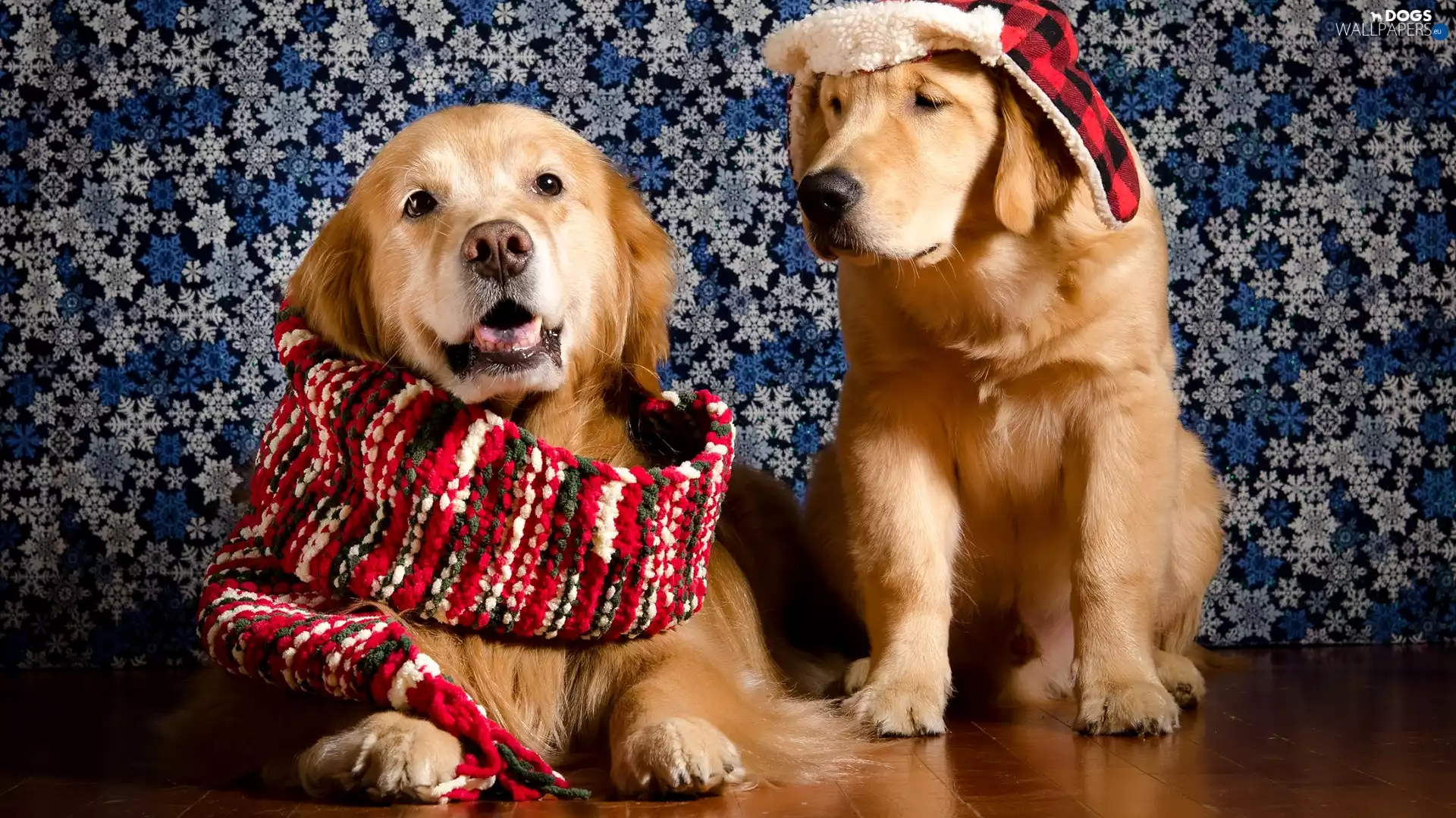 Scarf, Hat, Dogs, Golden Retriever, Two cars