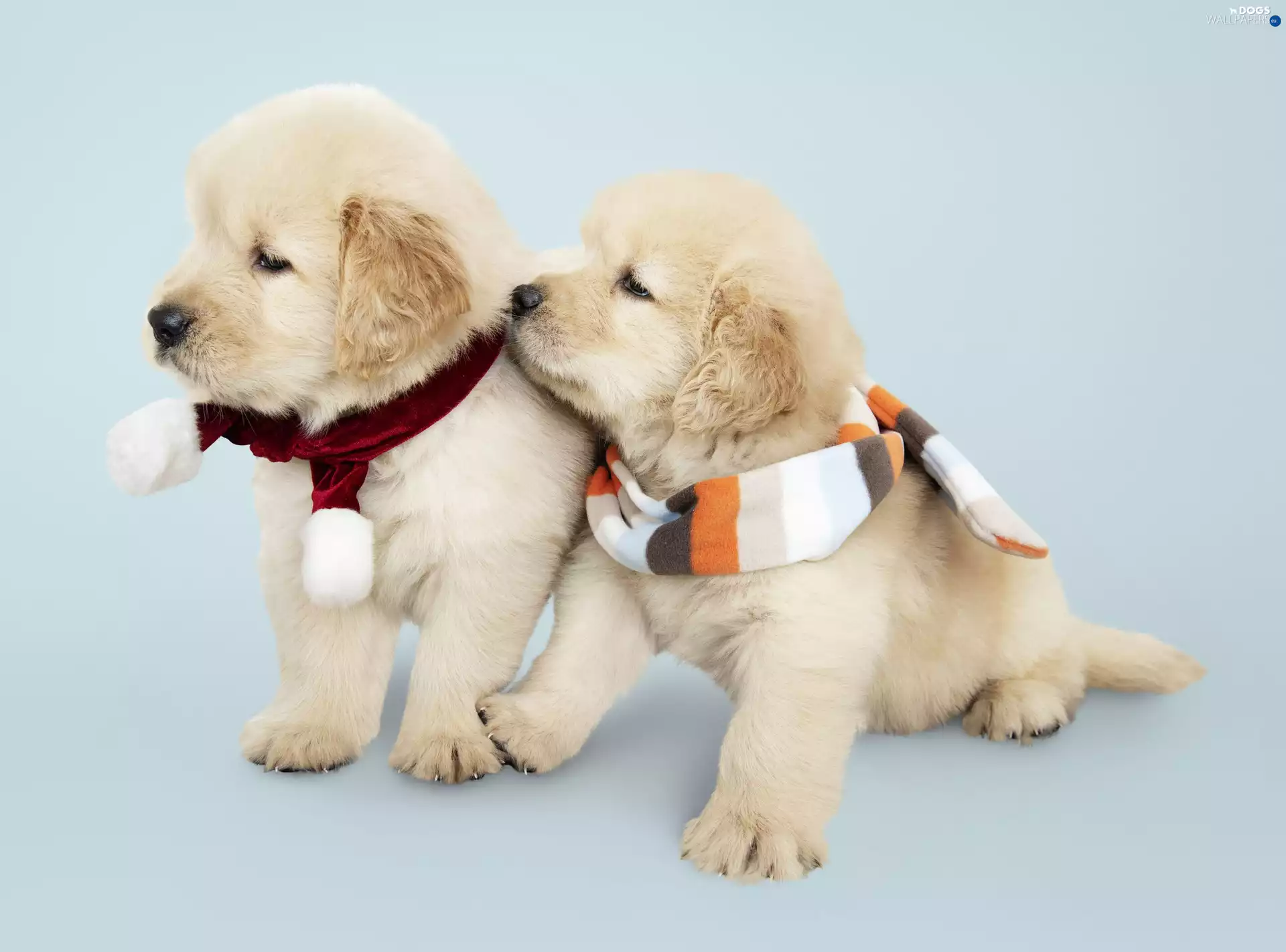 color, Scarves, puppies, Golden Retriever, Dogs