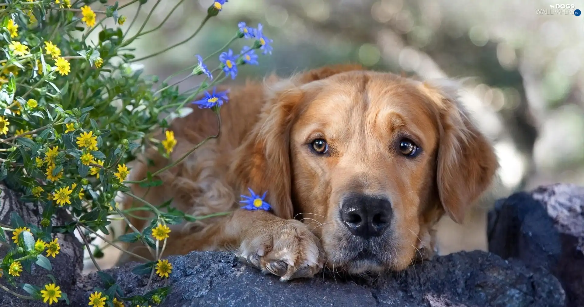 Flowers, Golden Retriever