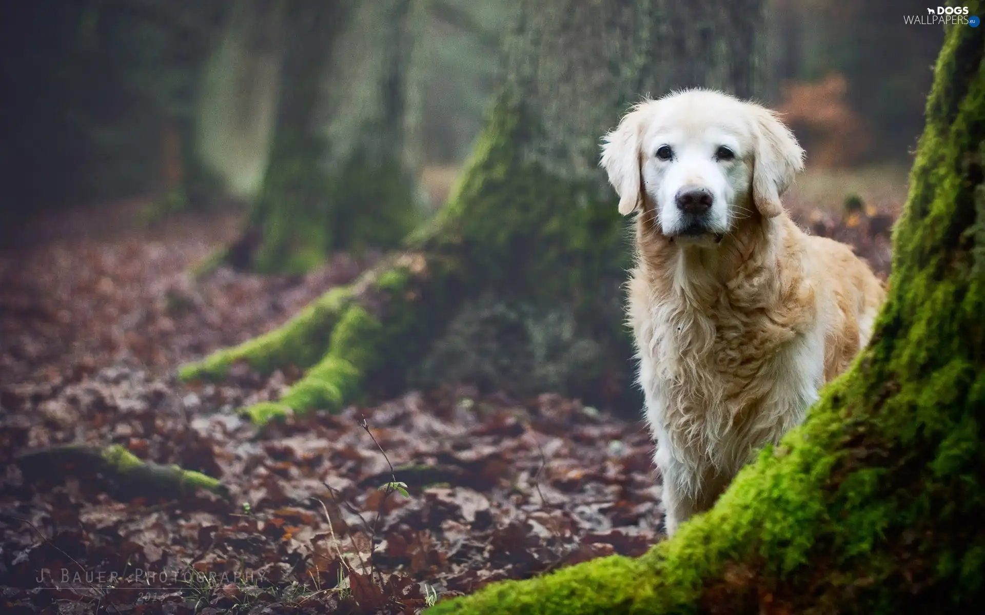 Golden Retriever, trees, forest, Stems