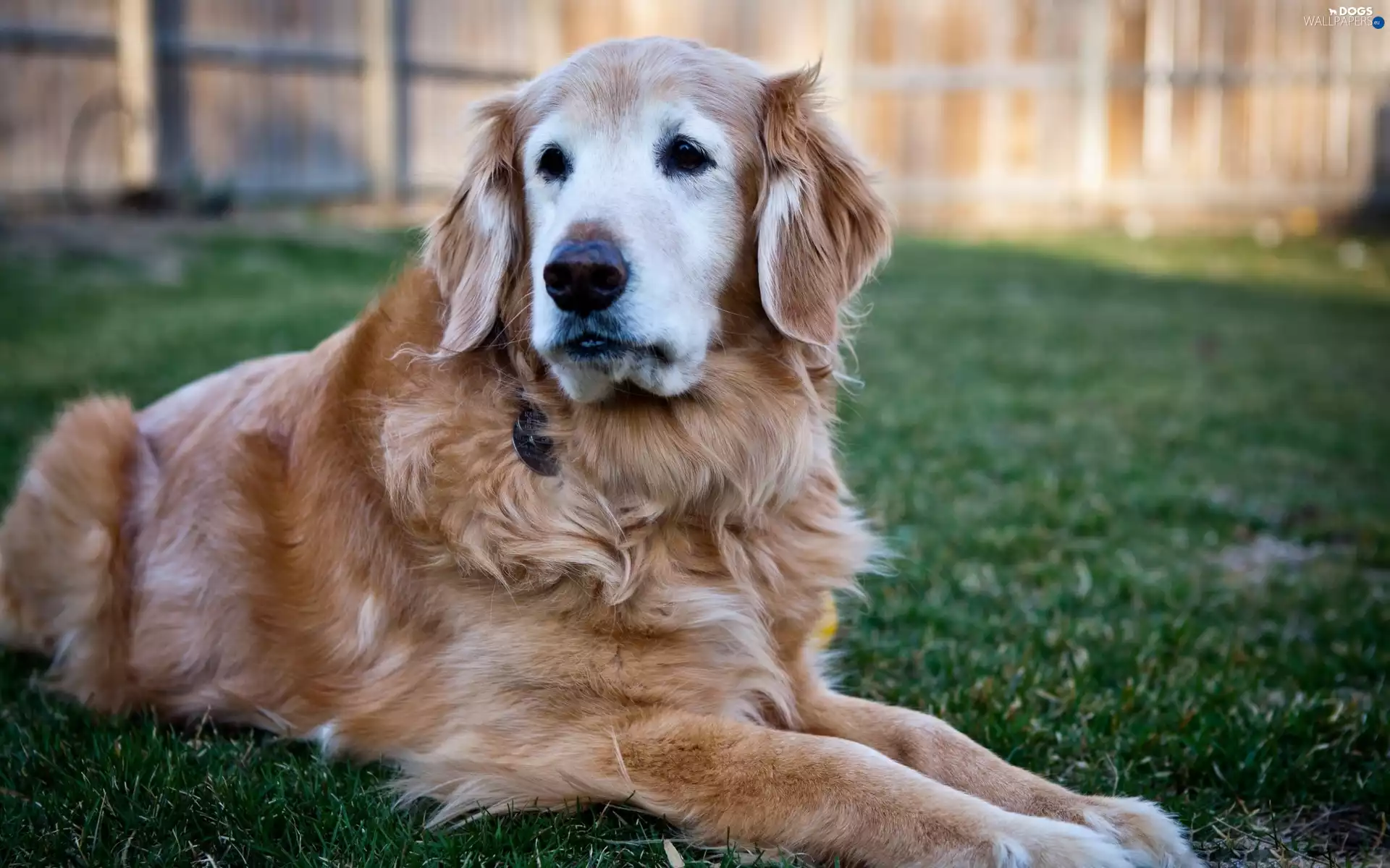 Golden Retriever, grass