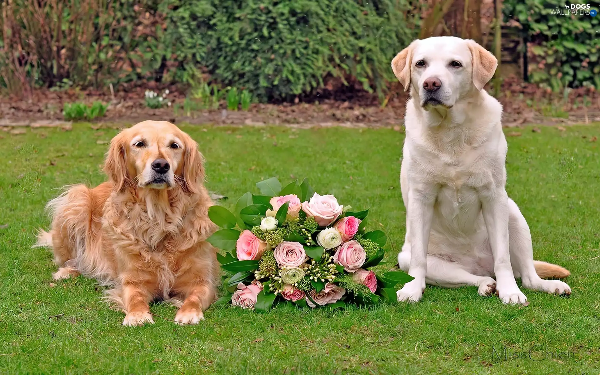 Golden Retriever, Two cars, bouquet, rouge, Labrador Retriever, Dogs
