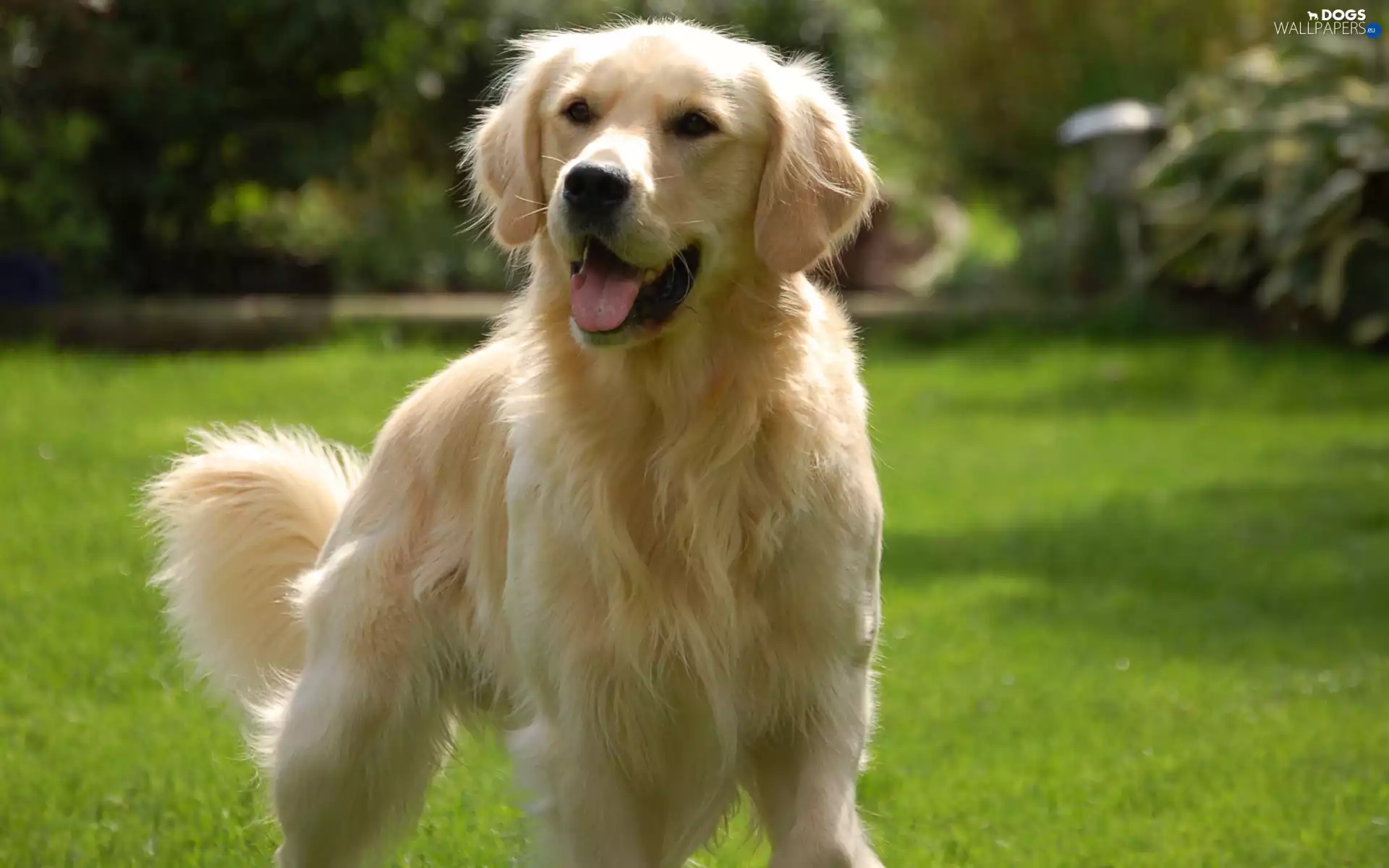 Golden Retriever, Lawn