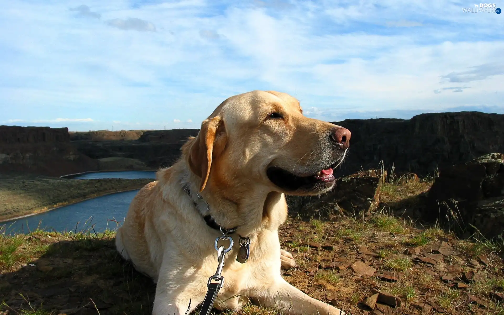 Labrador Retriever, dog