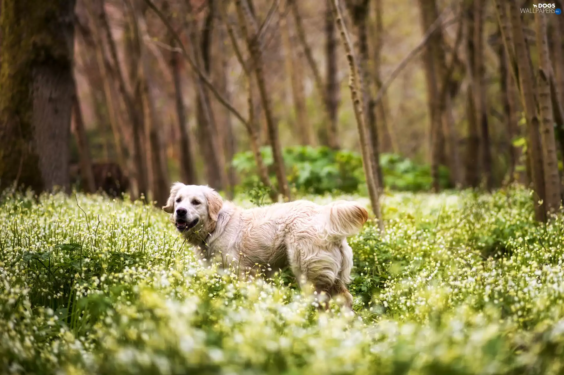 Golden Retriever, Meadow