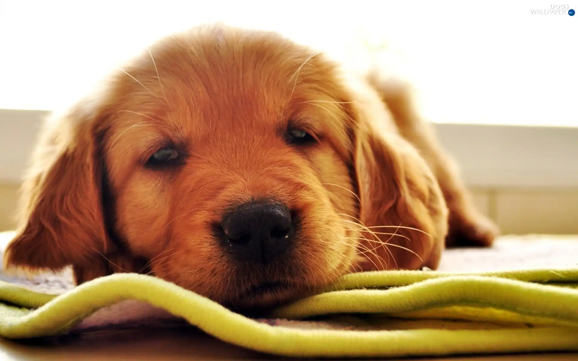 muzzle, Golden Retriever