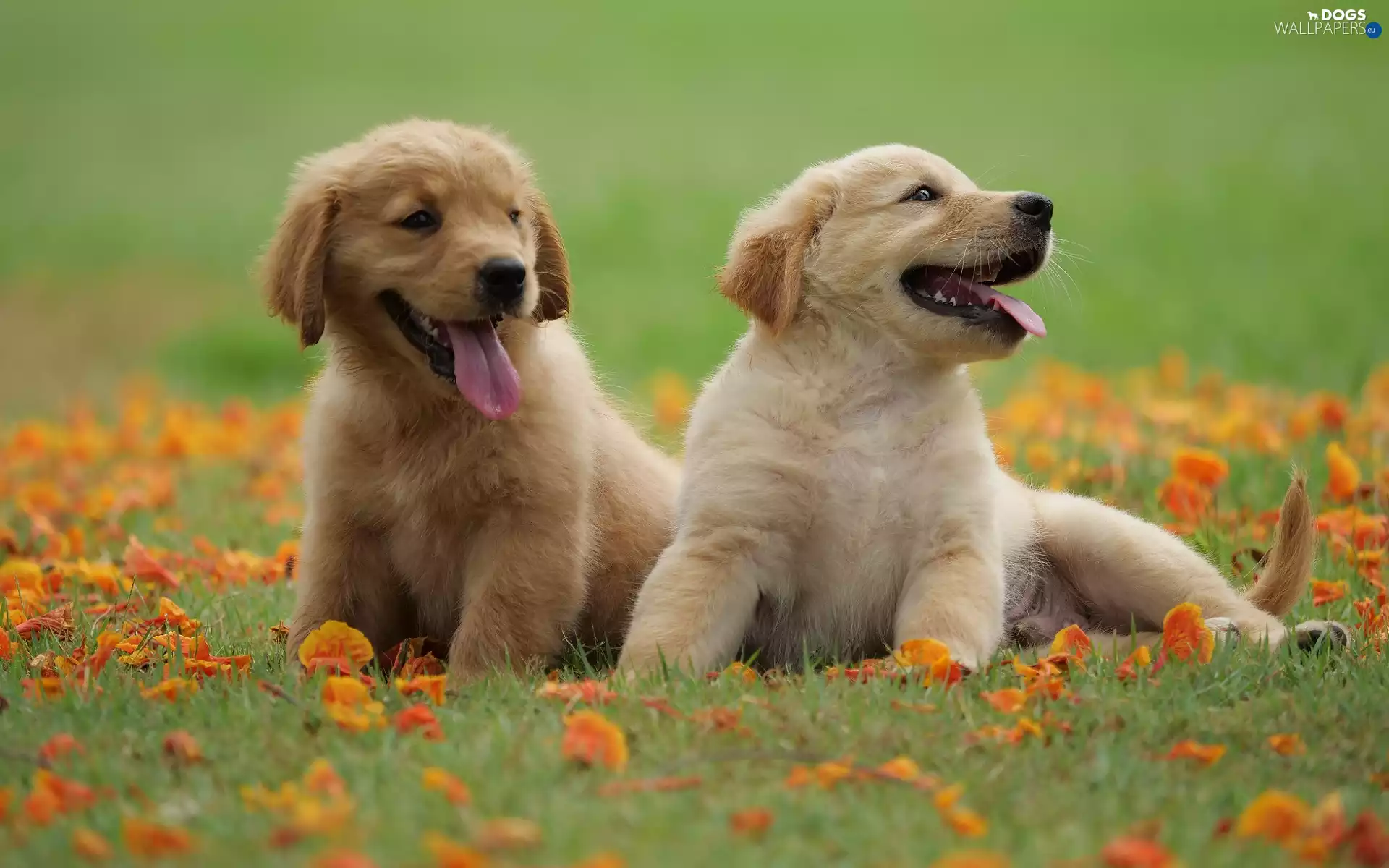 Green, grass, puppies, Golden Retriever, Two cars