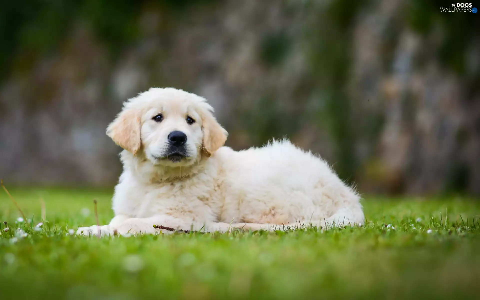 Golden Retriever, Puppy