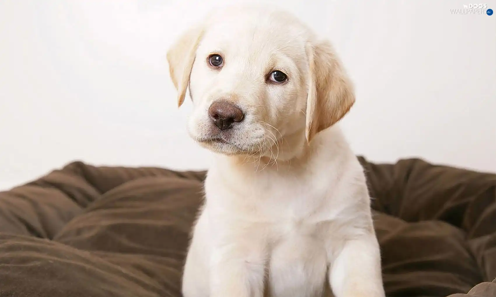 Puppy, Labrador Retriever
