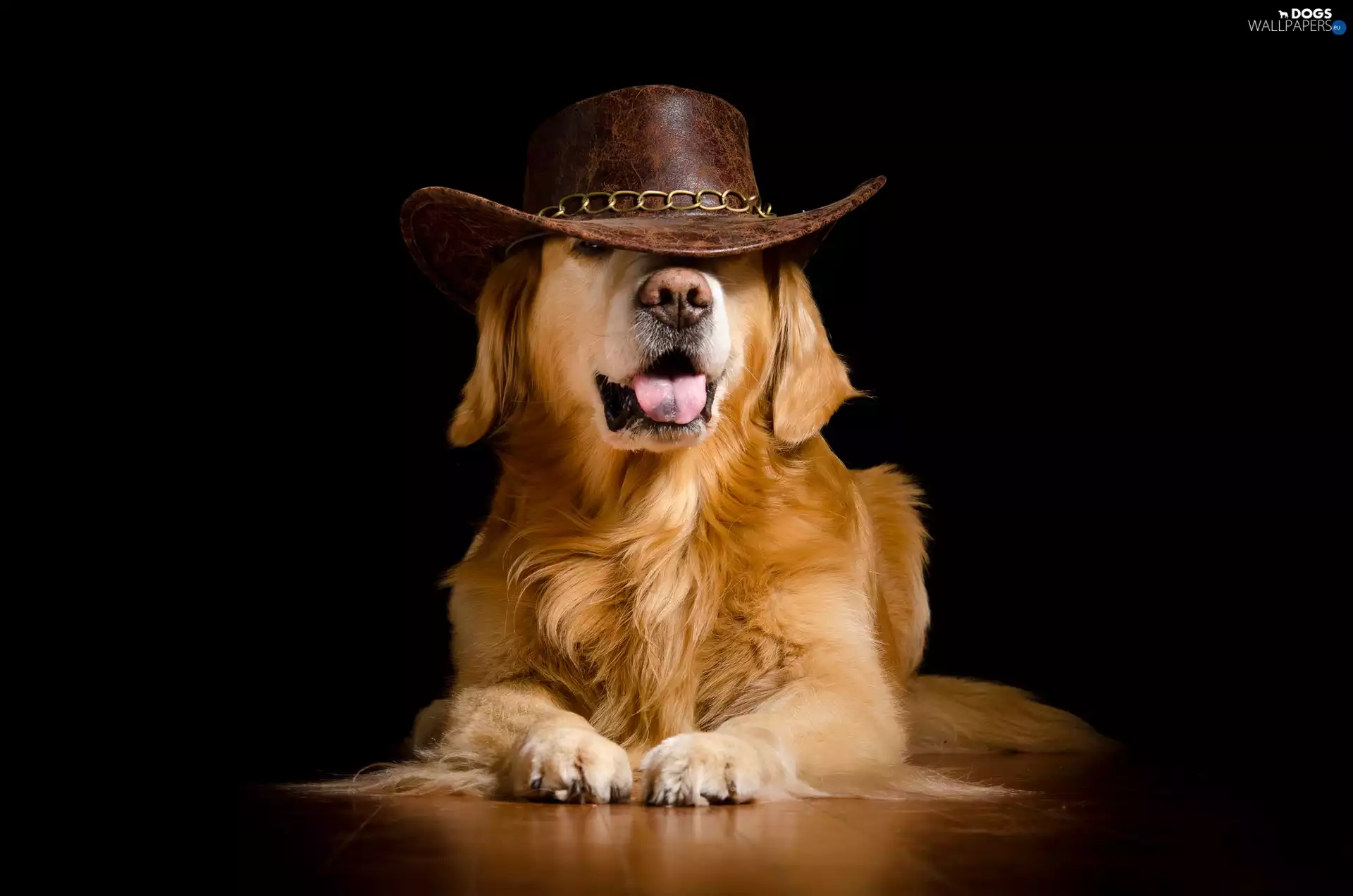 Funny, Golden Retriever, Hat, dog