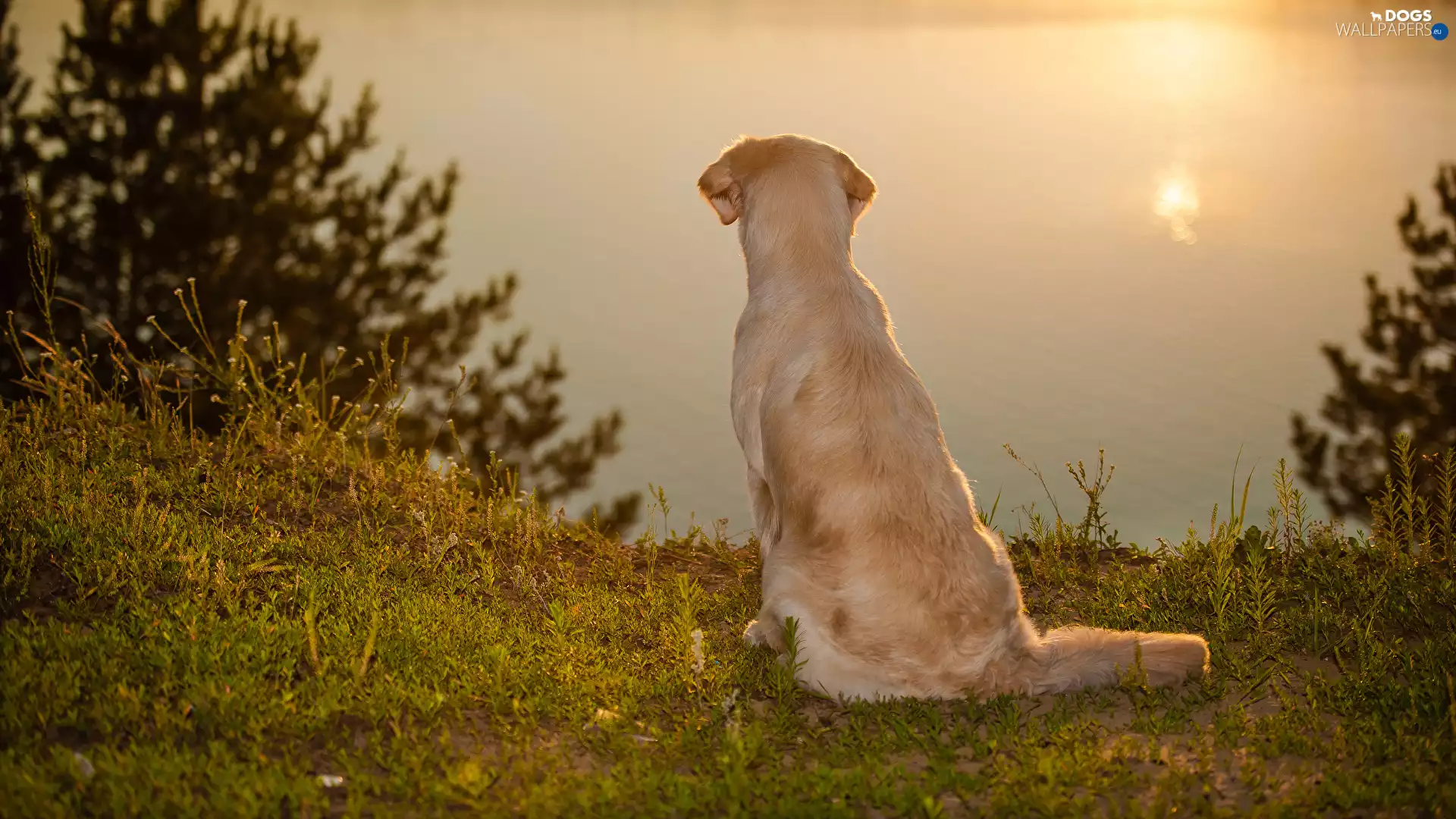sitter, Golden Retriever, lake, dog