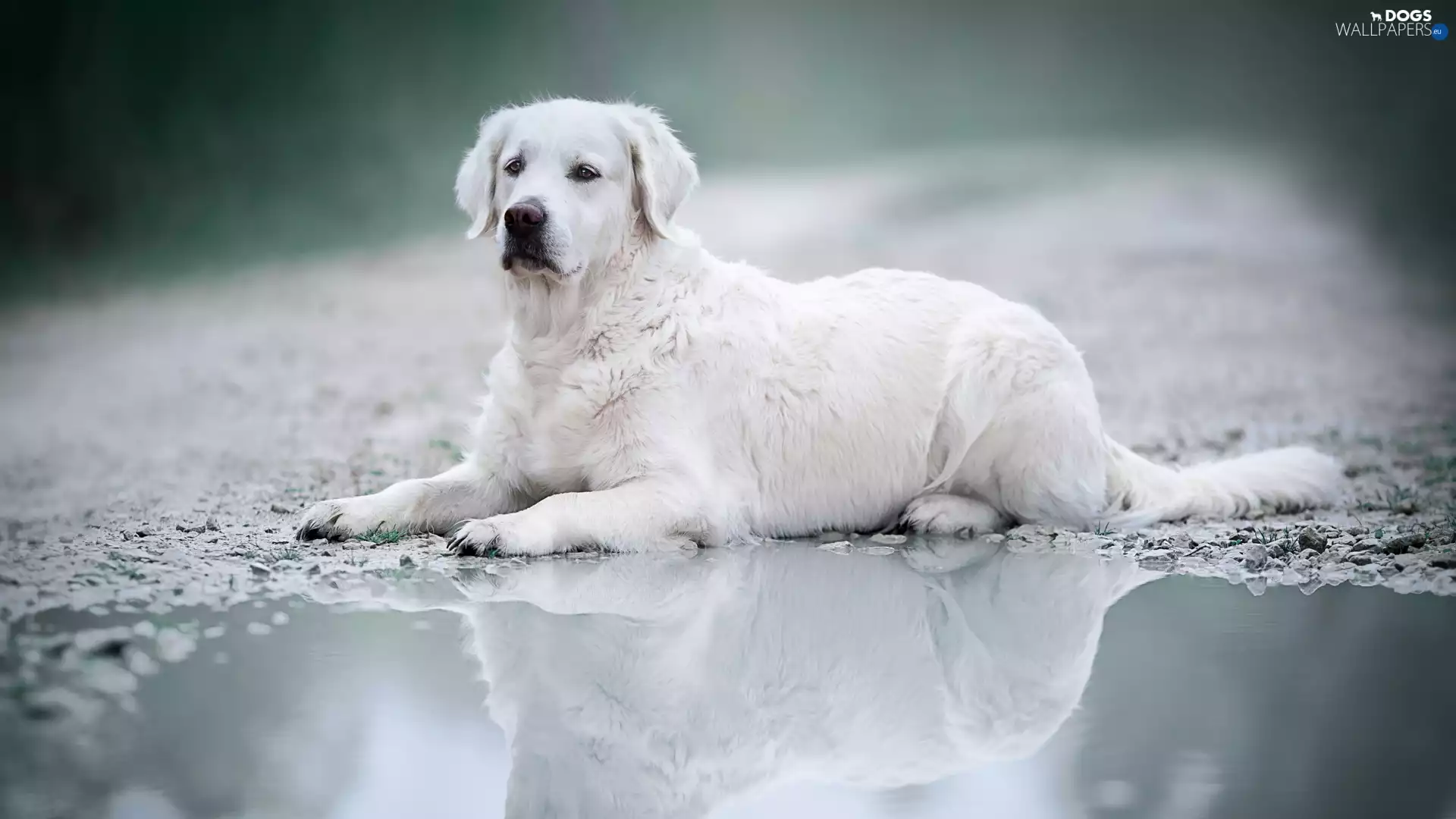lying, Golden Retriever, puddle, dog