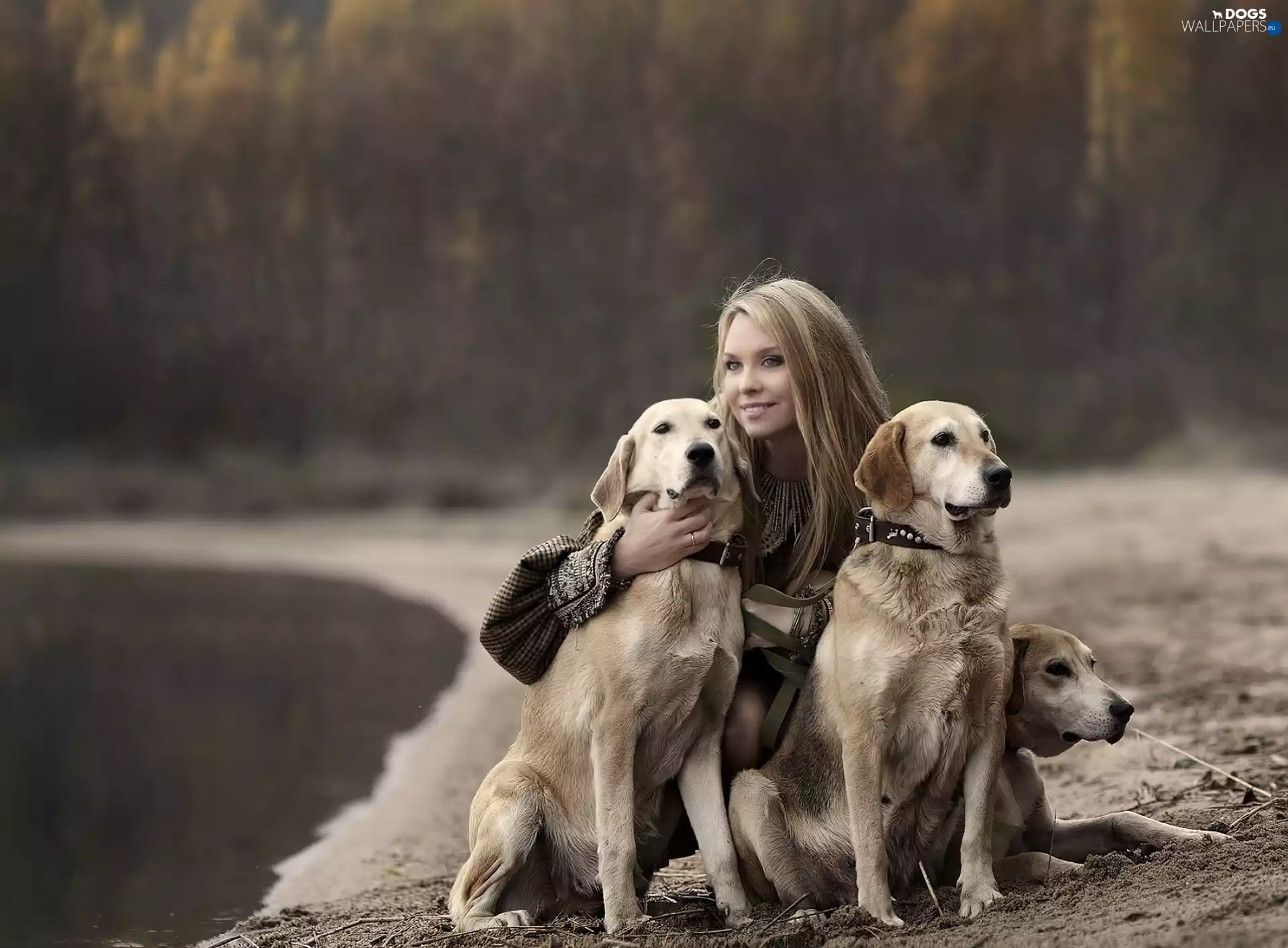 girl, Golden Retriever, wander, Dogs