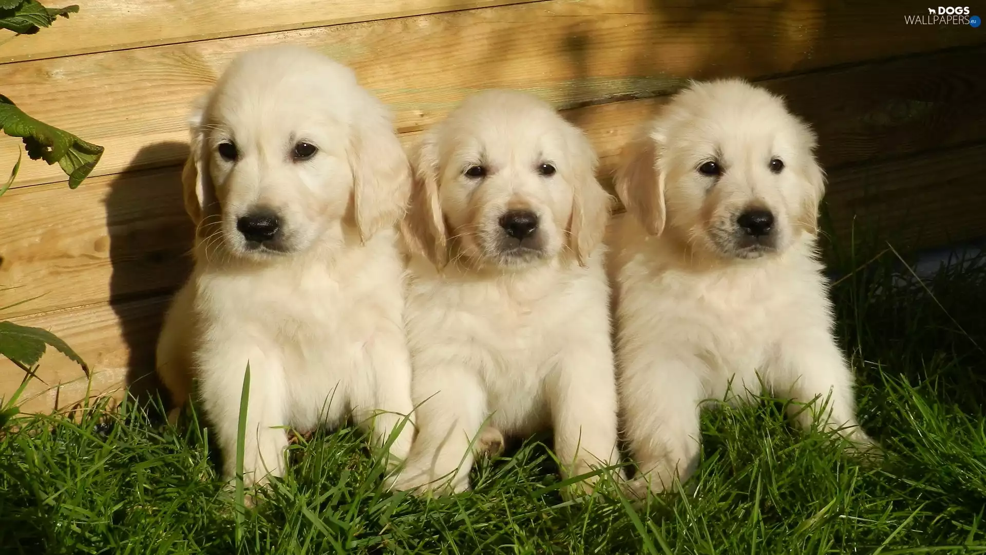 Dogs, Golden Retriever, grass, puppies