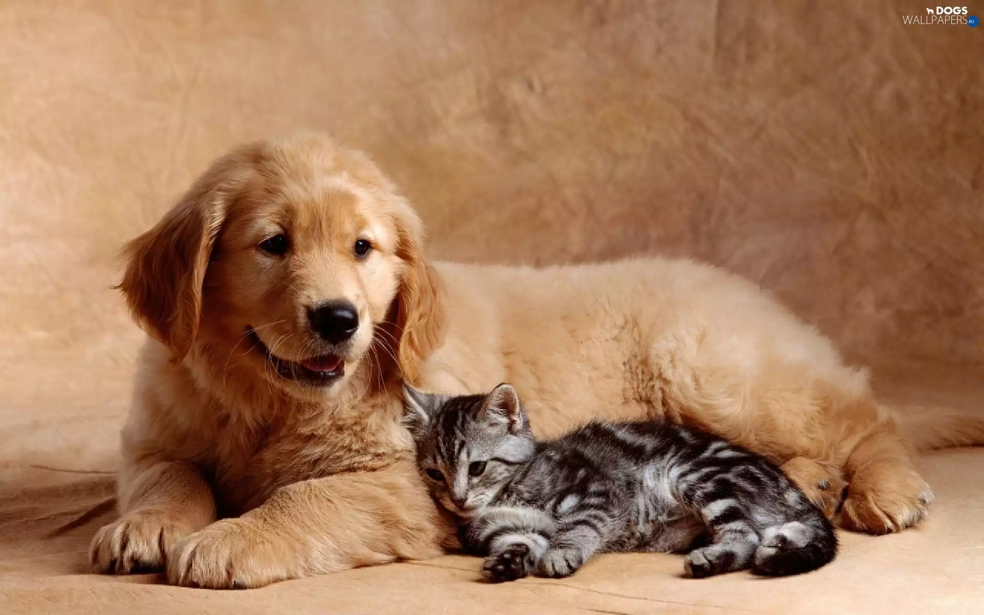 small, Golden Retriever, kitten, Puppy