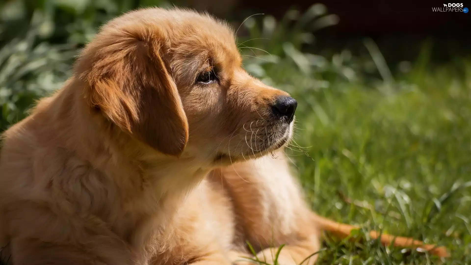 dog, Golden Retriever, profile, Puppy