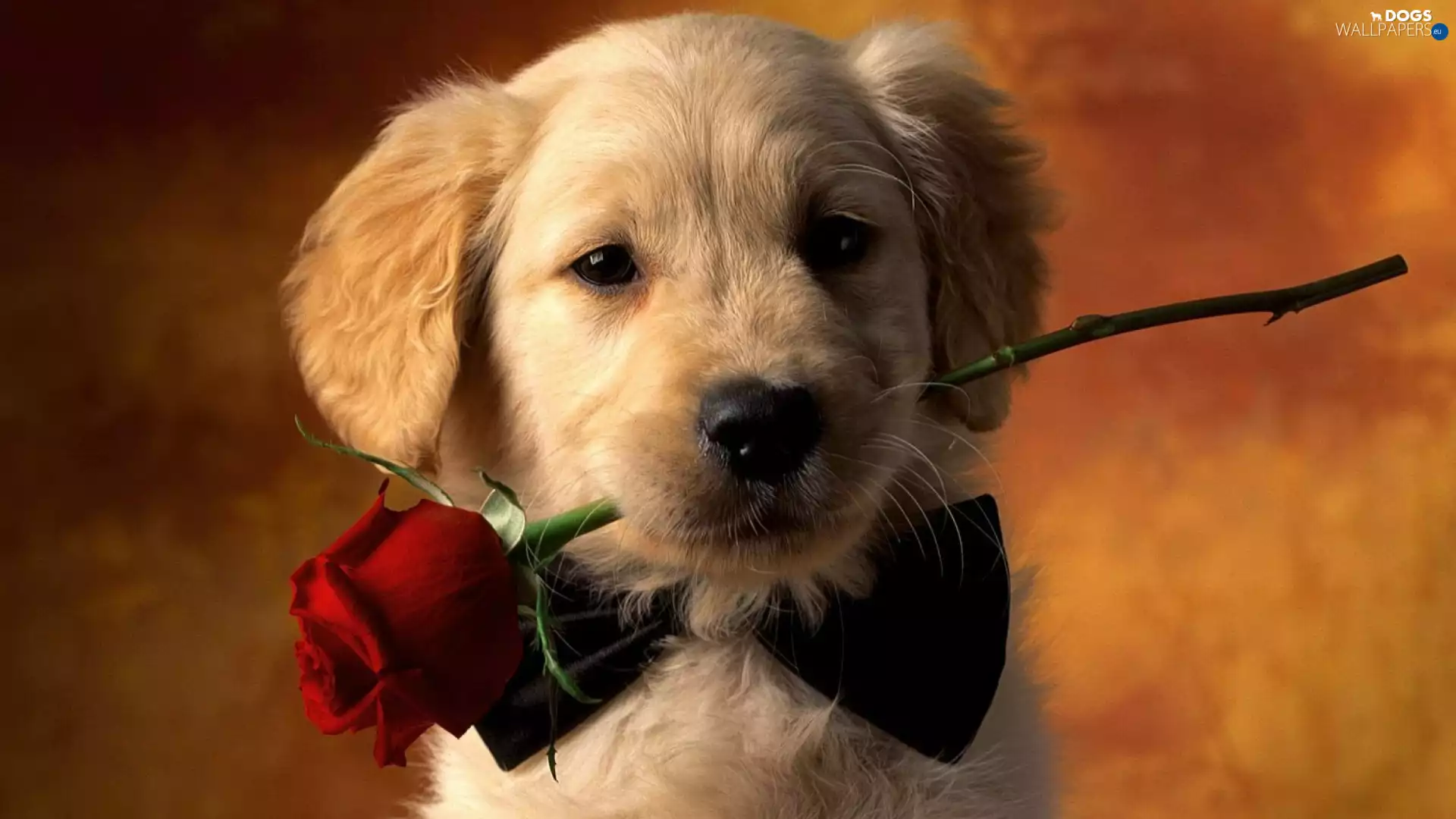 dog, Golden Retriever, Puppy, rose