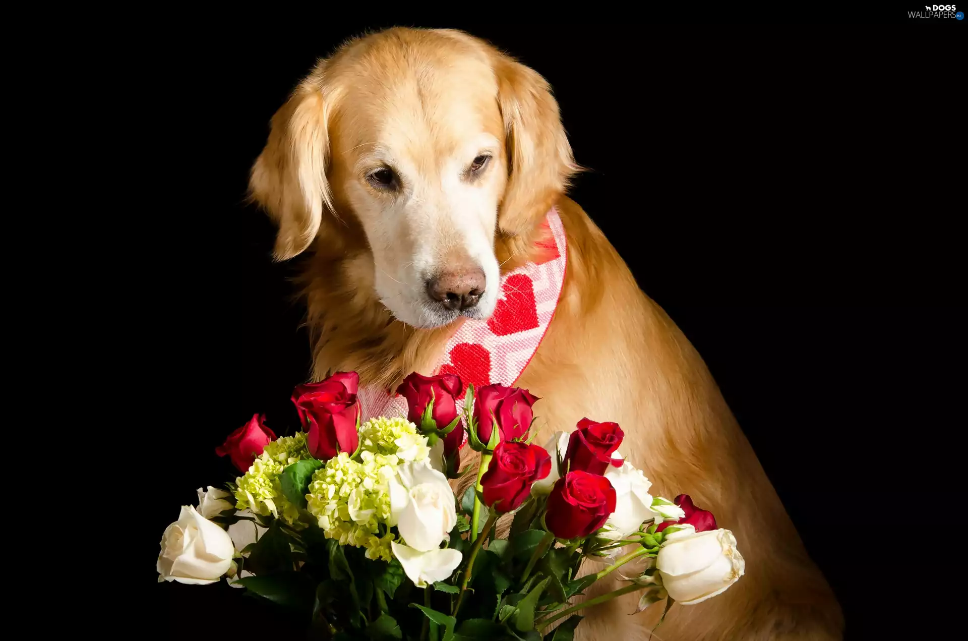 Golden Retriever, roses