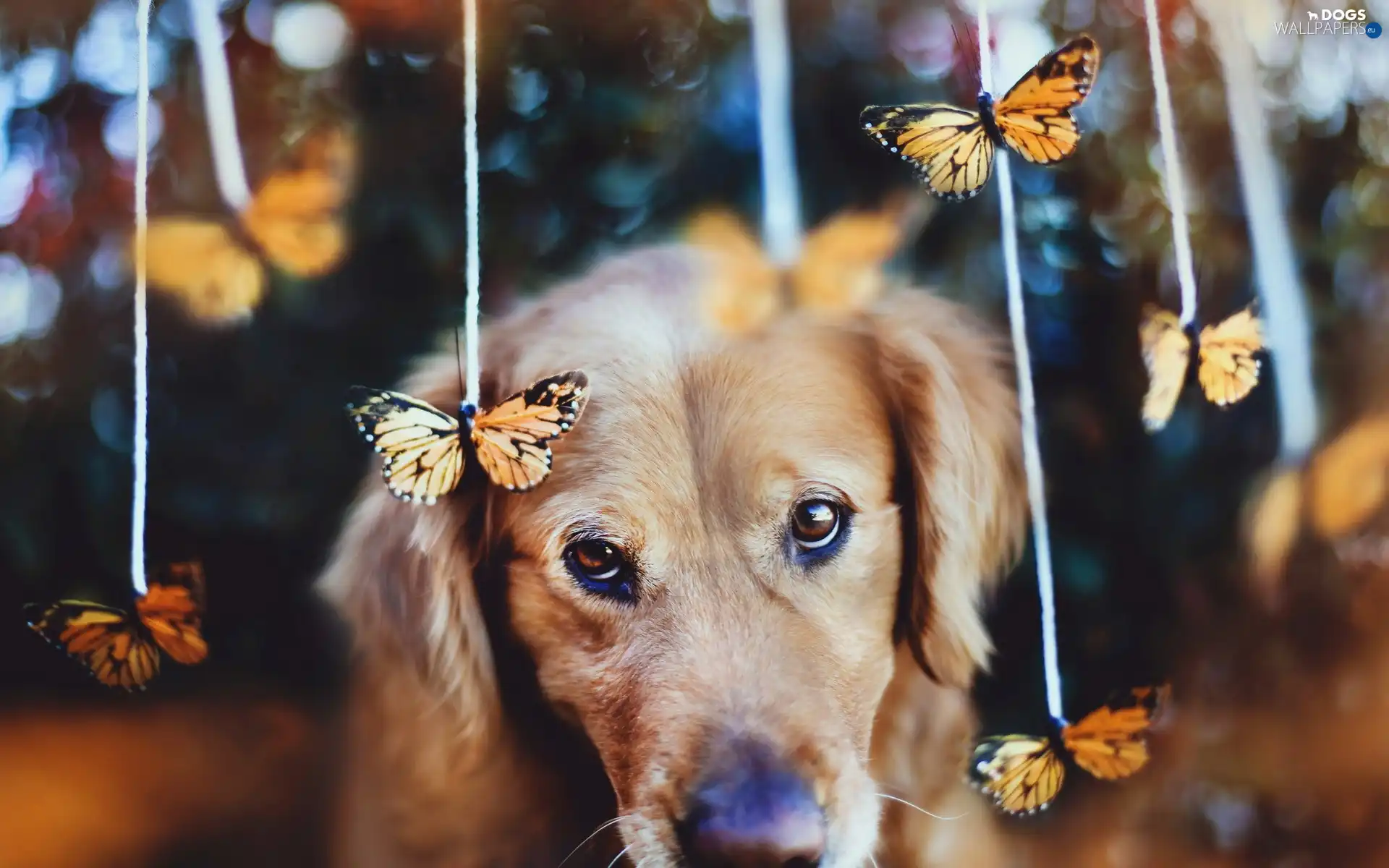 Golden Retriever, butterflies, sad, dog