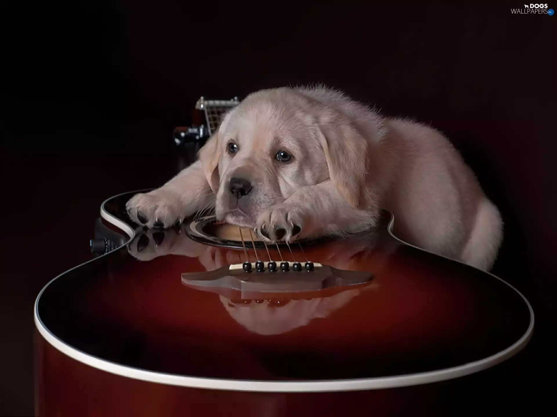 Guitar, Puppy, dog, Golden Retriever, sad