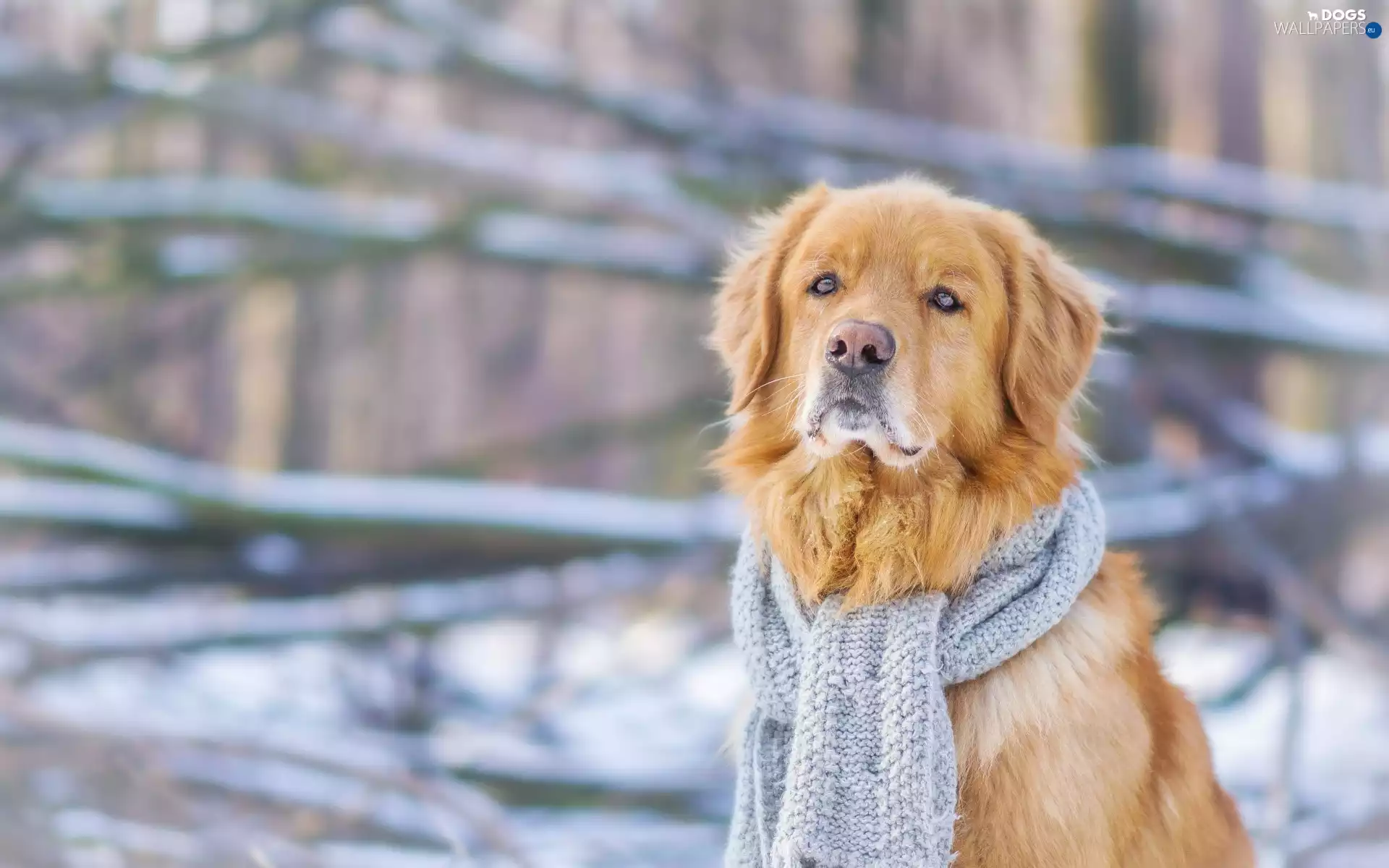 Golden Retriever, Scarf