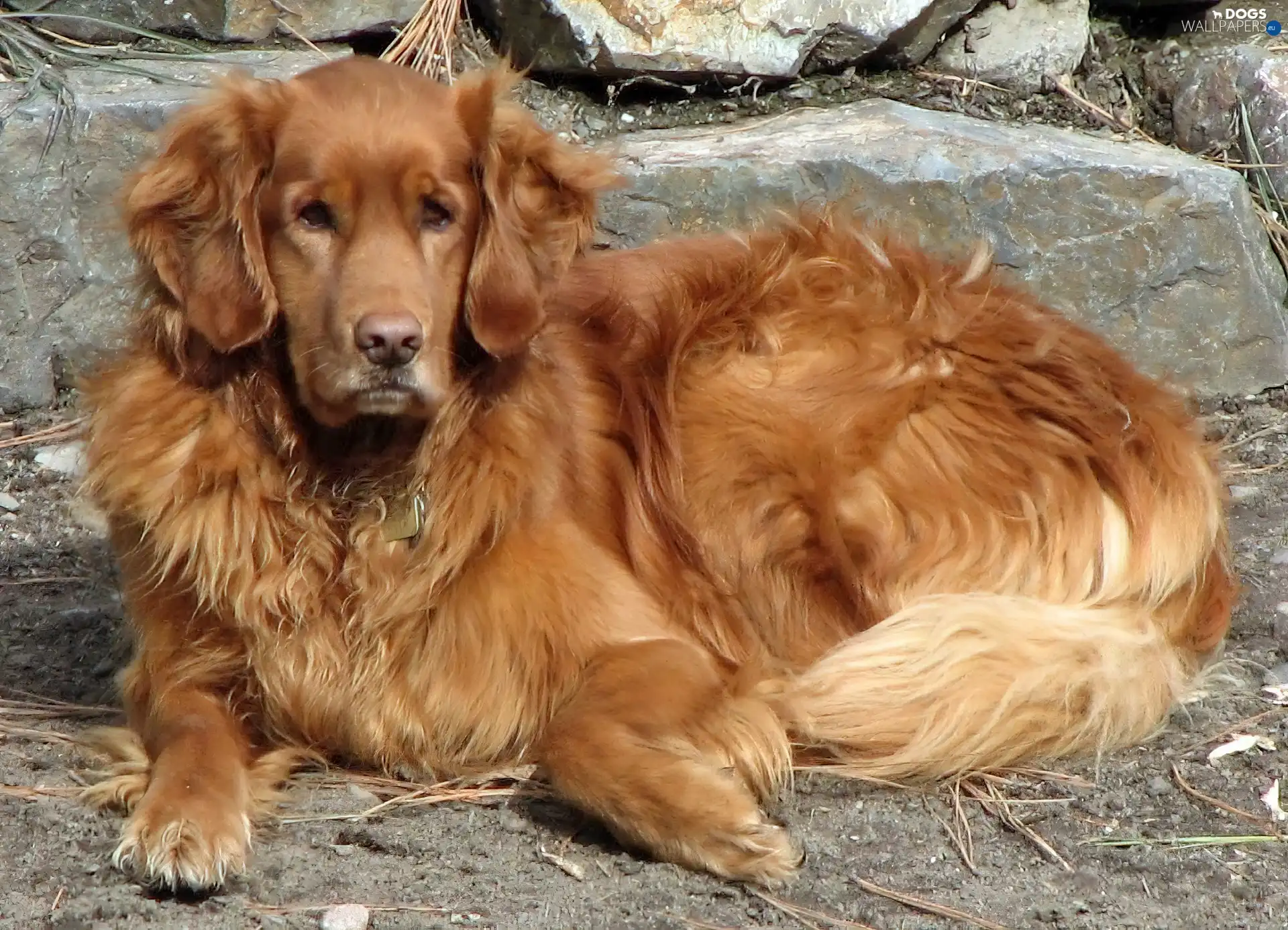 Golden Retriever, stone, doggy